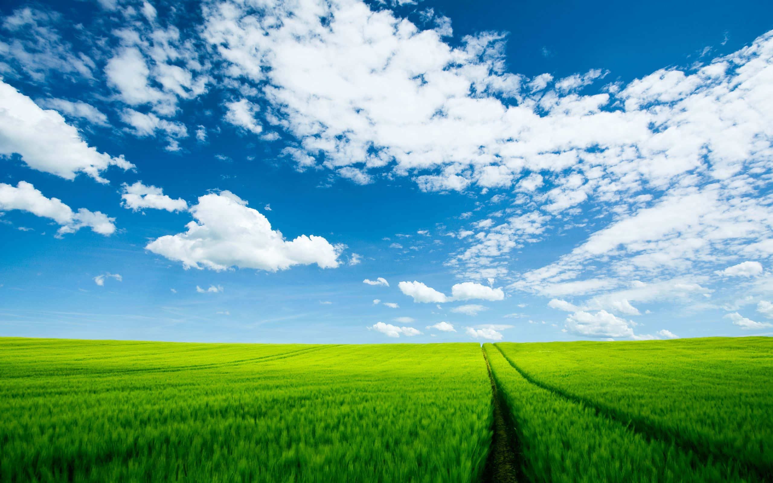 summer landscape, vibrant green wheat field, bright blue sky, 2K Desktop Wallpaper