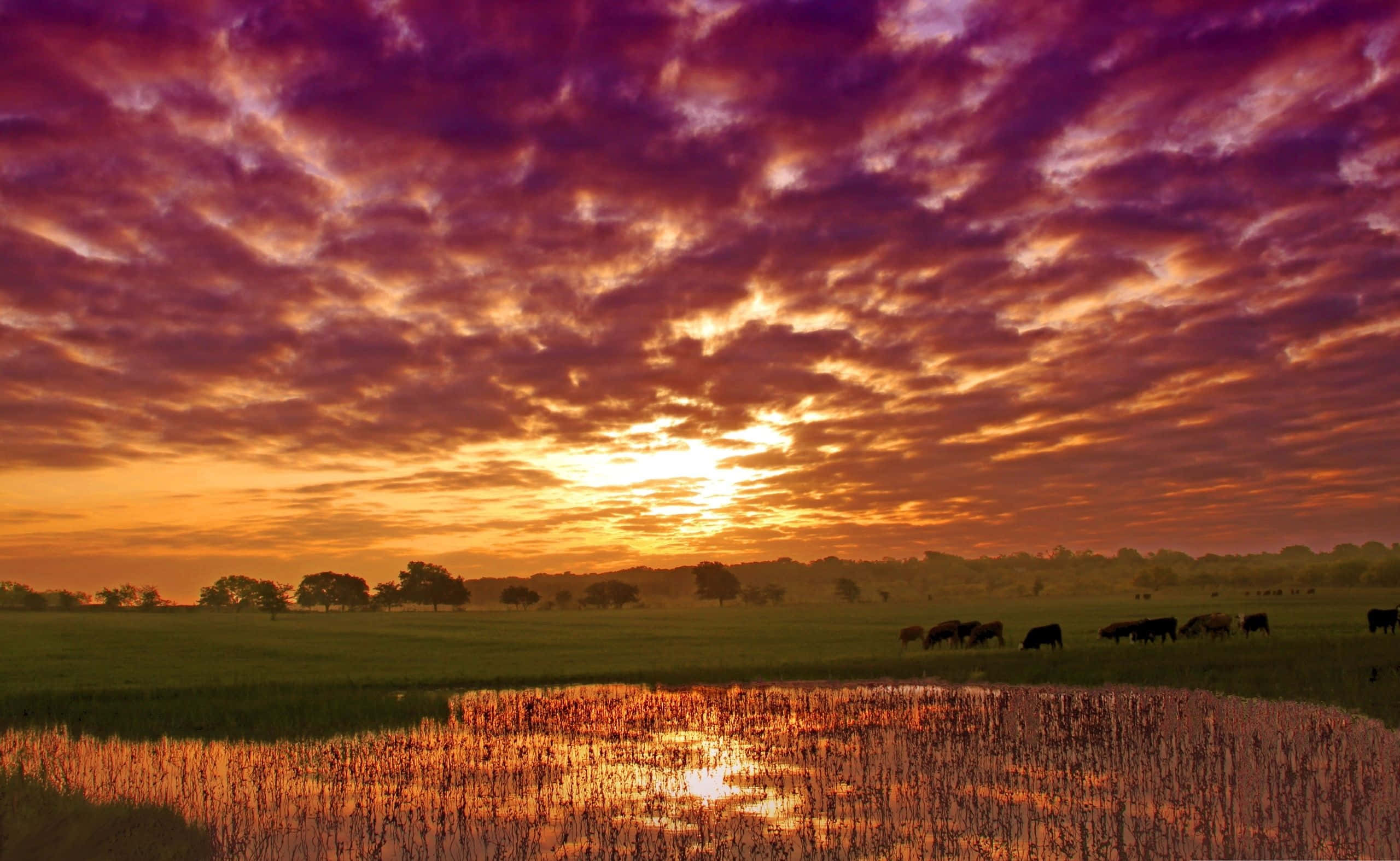Summer Landscape, purple and orange sunset clouds, marsh, 2K Desktop Wallpaper
