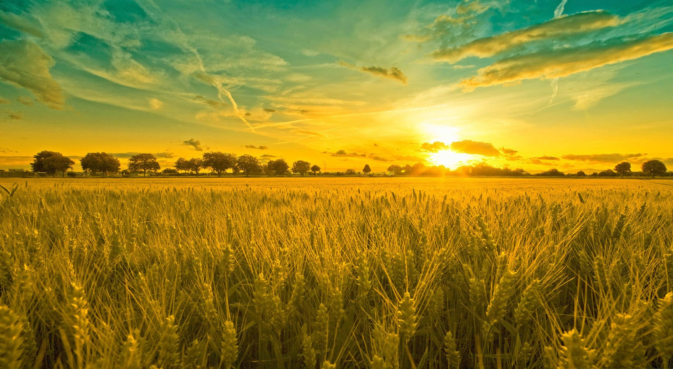 Summer Landscape, golden wheat field, horizon, 2K Desktop Wallpaper