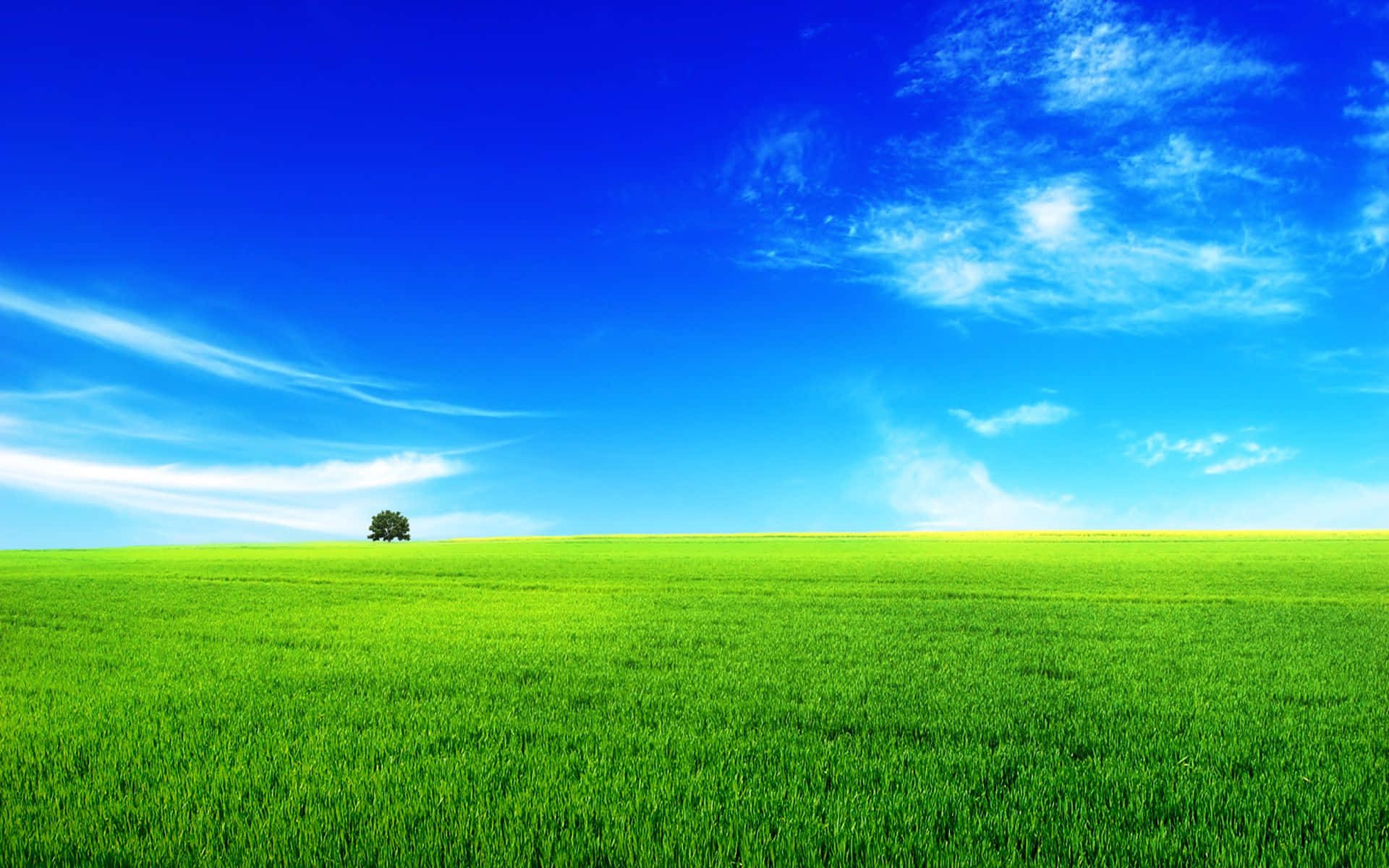 summer landscape, vast green field, bright blue sky, Full HD Desktop Wallpaper