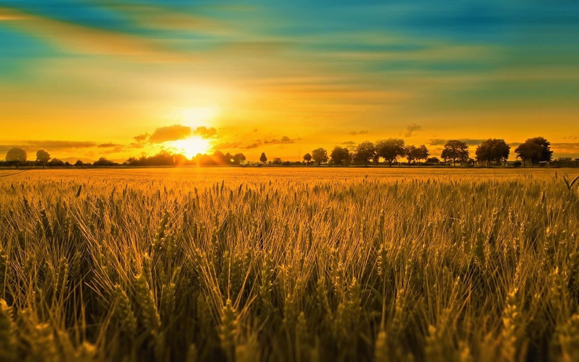 summer landscape, golden wheat field, warm sunset sky, Full HD Desktop Wallpaper