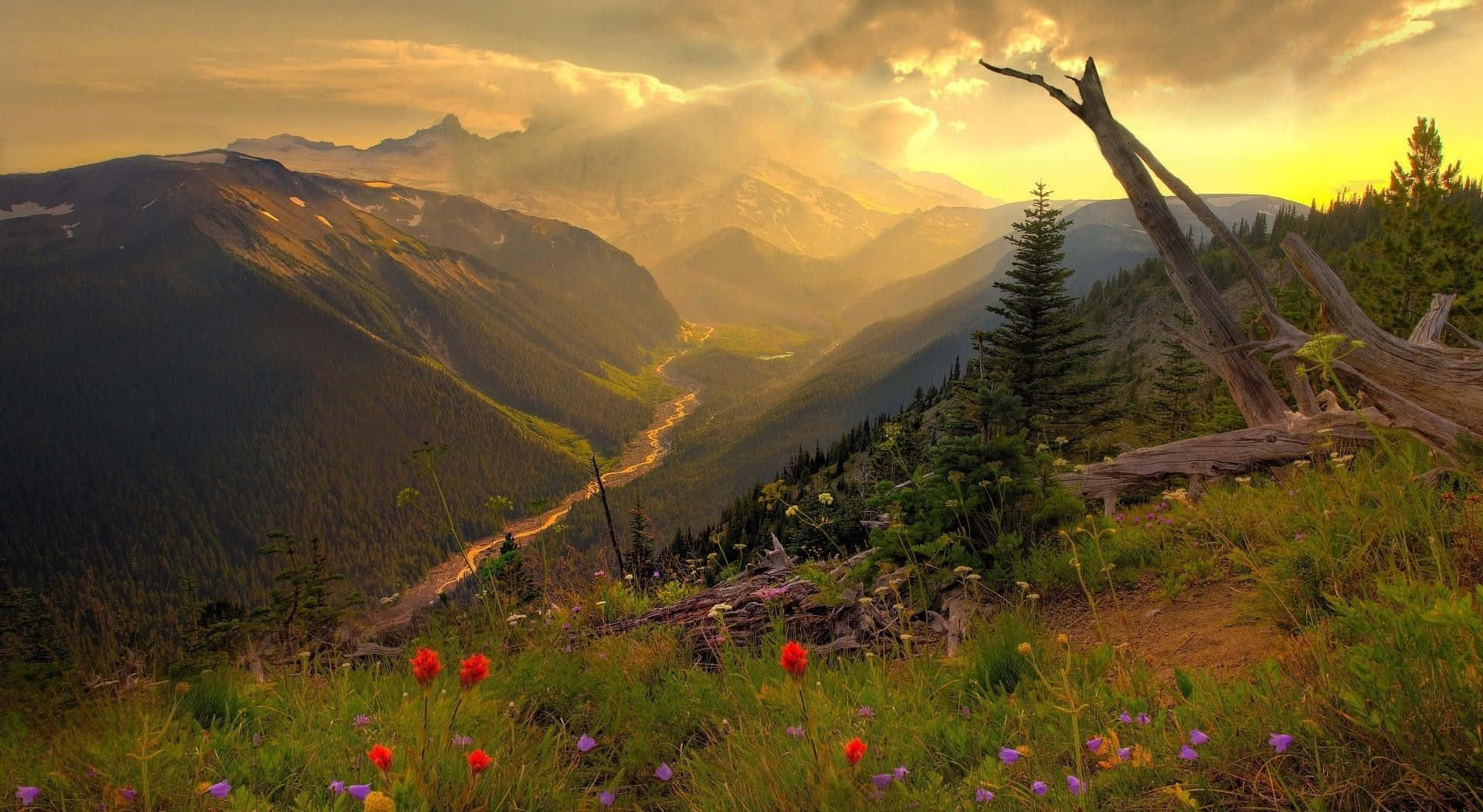 Golden sunset, mountain valley, wildflowers, Full HD Desktop Wallpaper