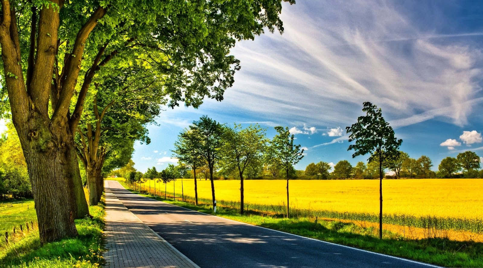 summer landscape, vibrant yellow field, bright blue sky, HD Desktop Wallpaper