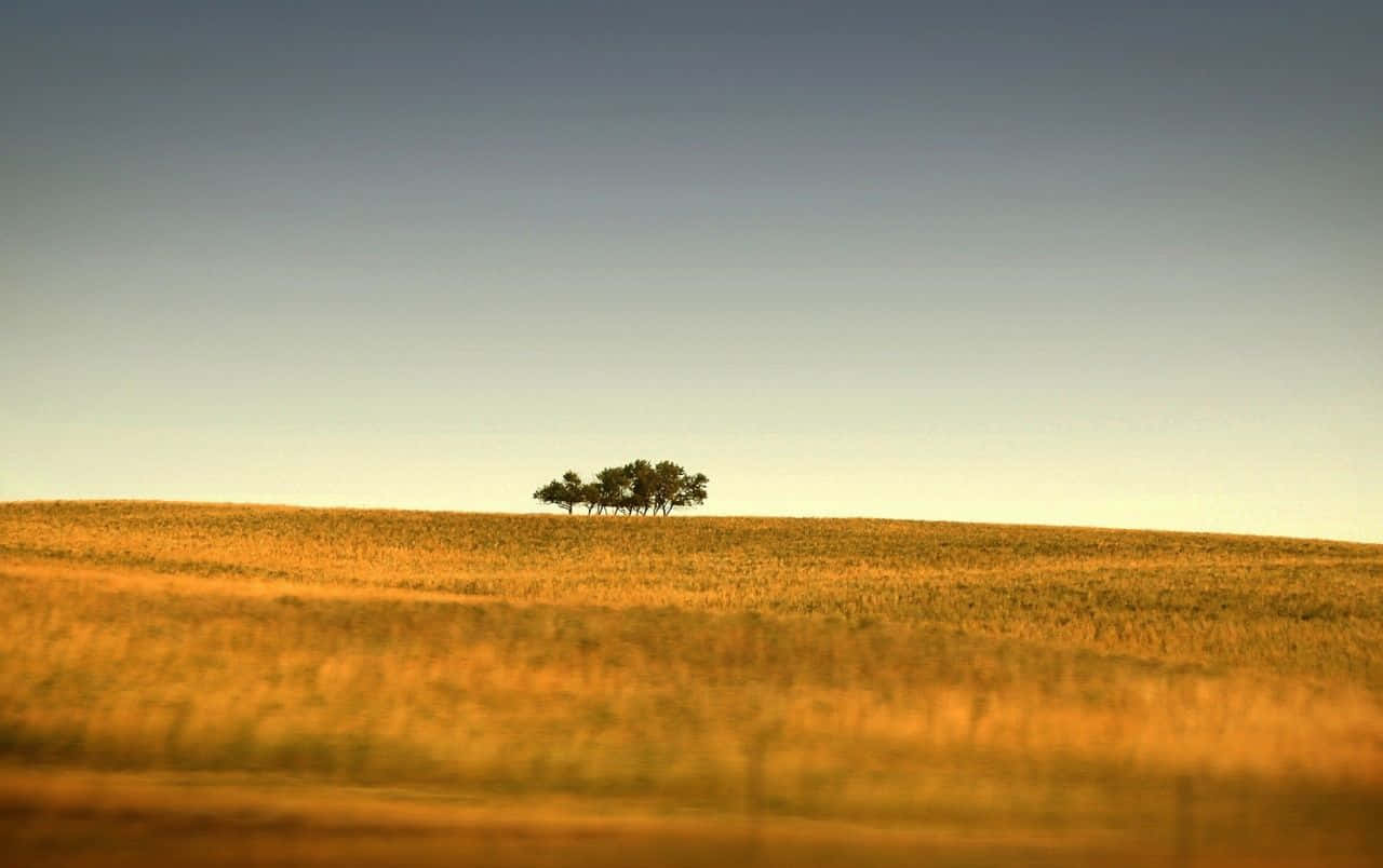 golden wheat field, gradient sky, sunset, HD Desktop Wallpaper