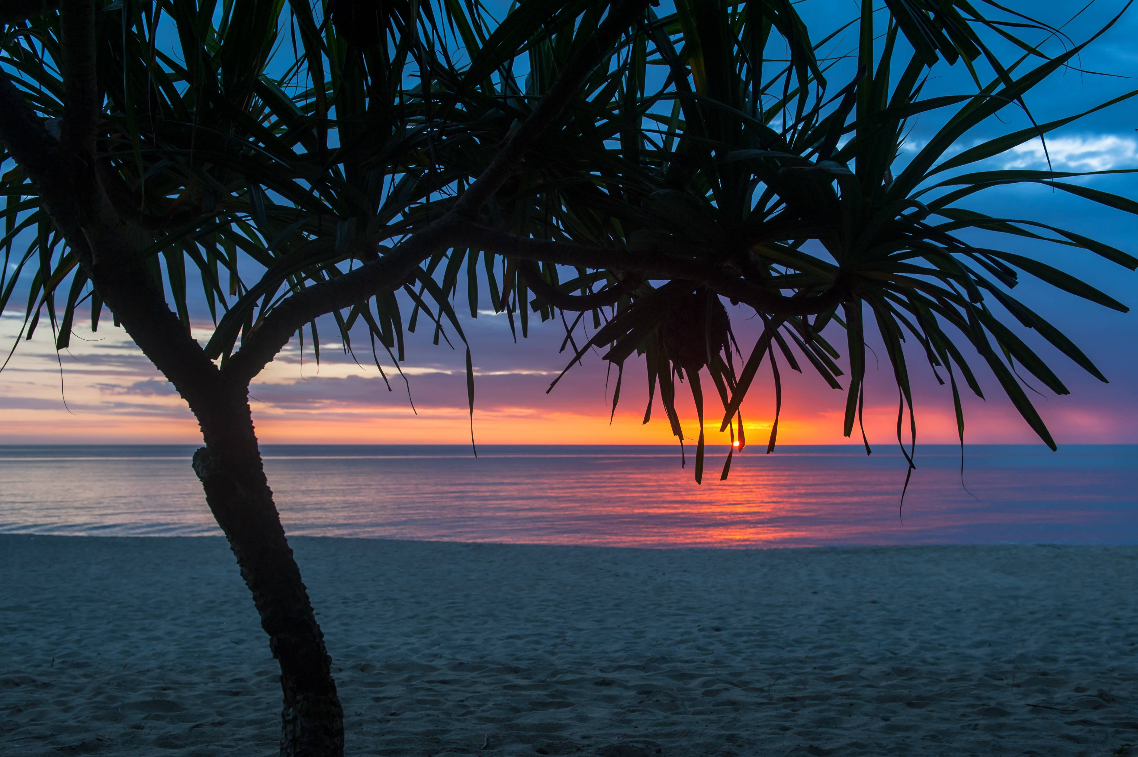 tropical tree, vibrant sunset, calm ocean waters, 2K Desktop Wallpaper