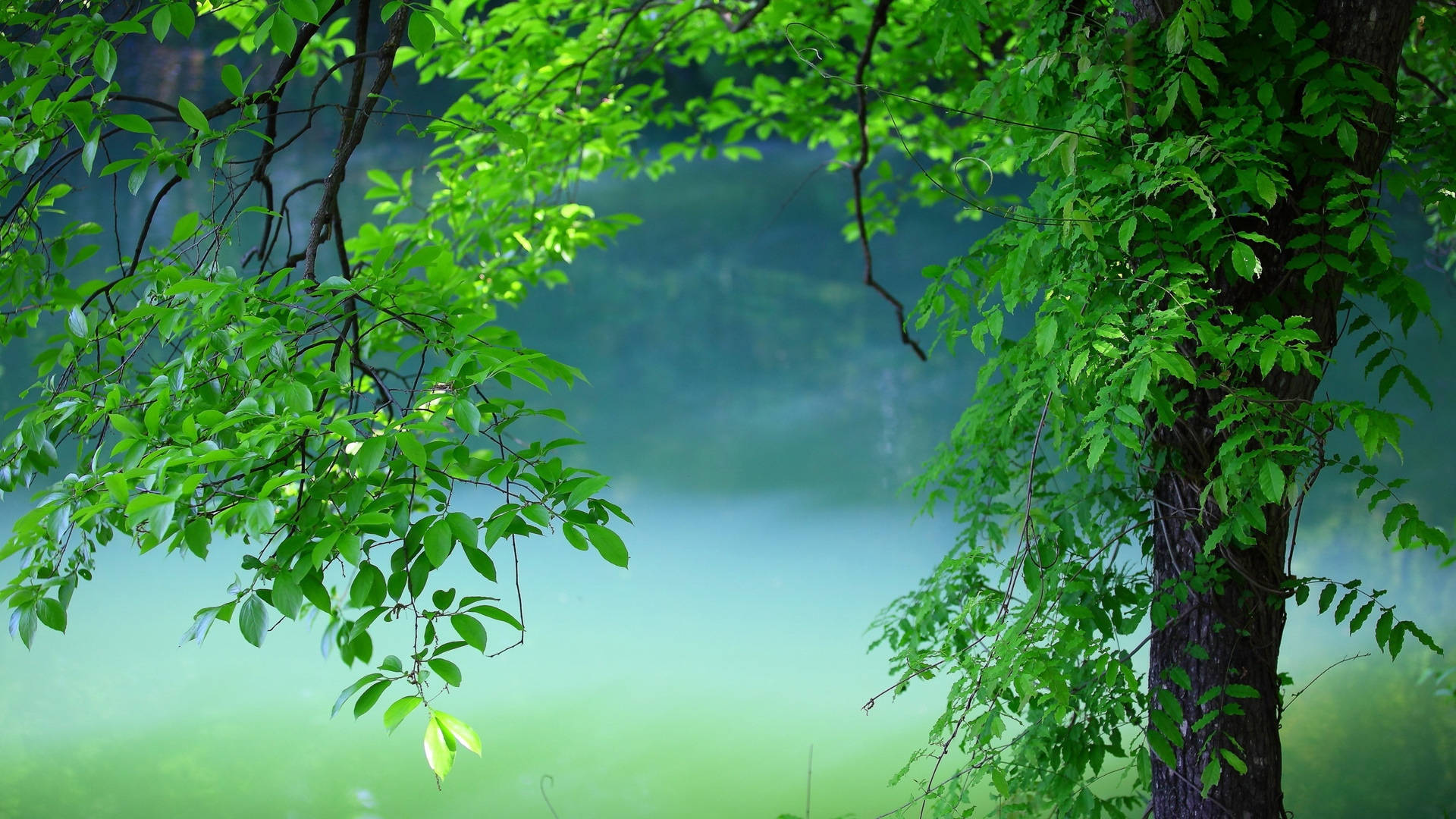 Summer Green Tree Laptop, lush green tree branches, misty tranquil lake, Full HD Desktop Wallpaper