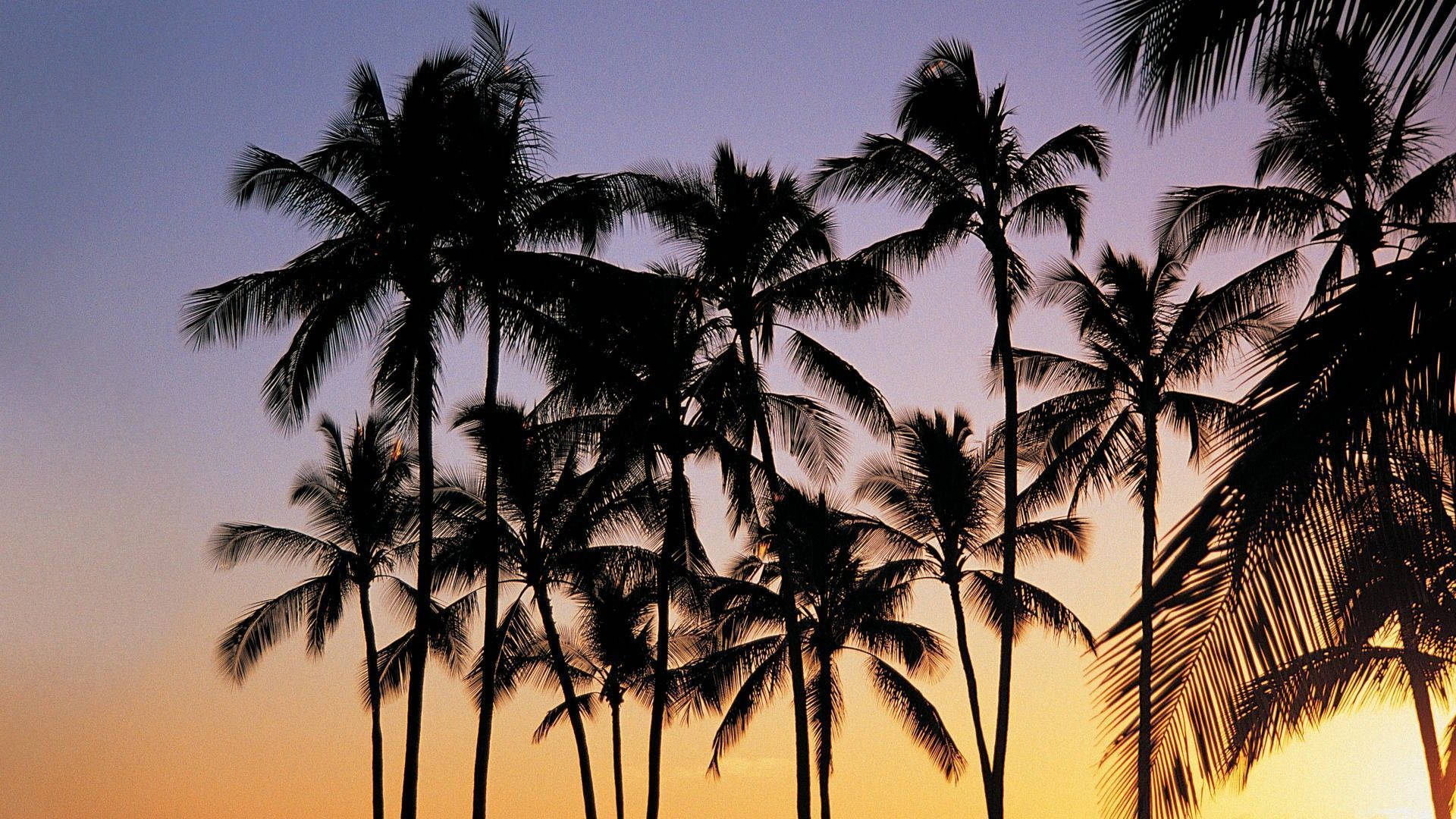 palm trees, gradient sky, golden orange, Full HD Desktop Wallpaper
