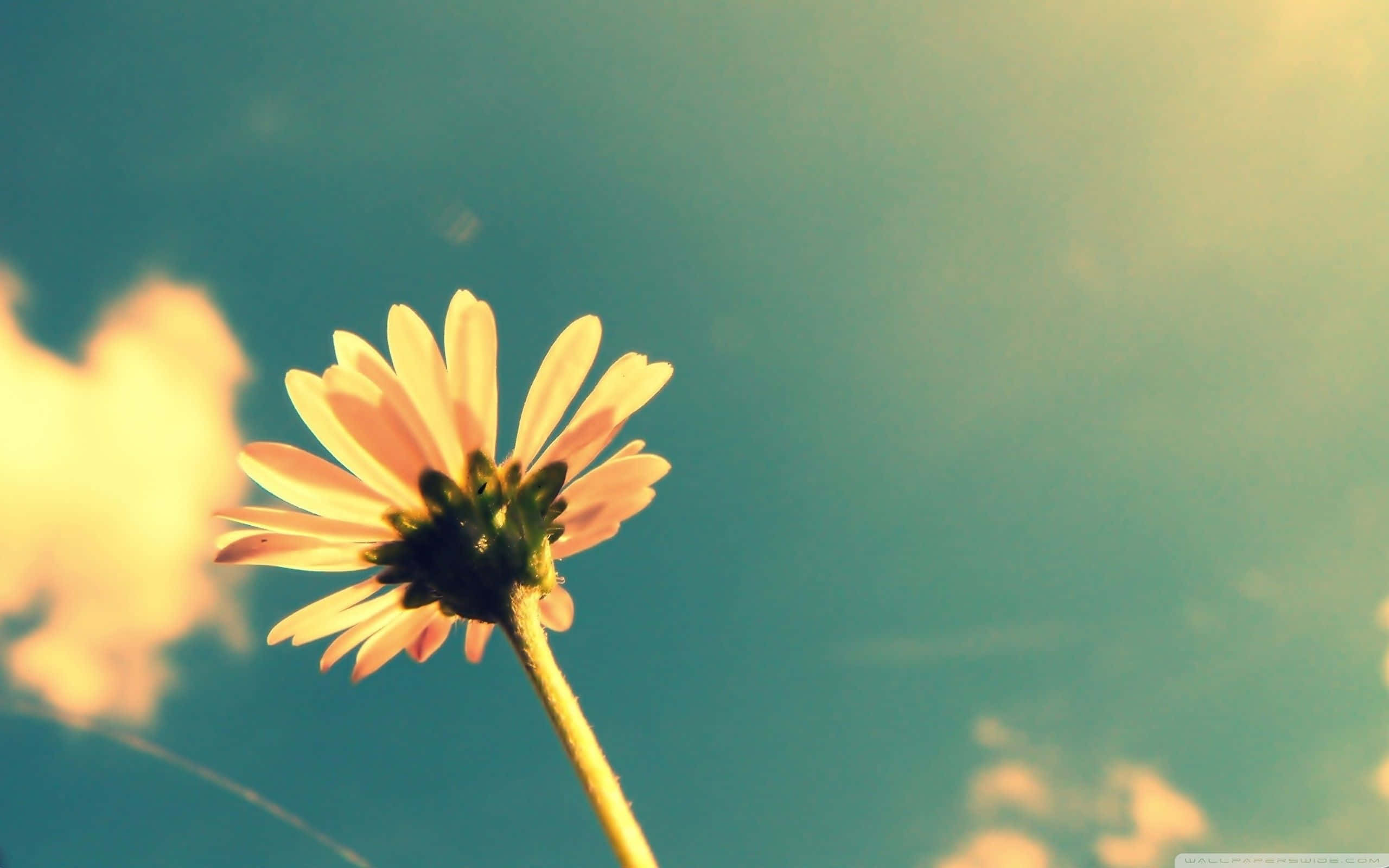 daisy, teal sky, golden sunlit clouds, 2K Desktop Wallpaper
