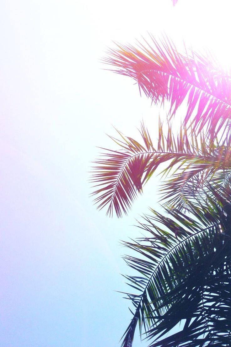 palm trees, sun, blue sky, SD Phone Wallpaper