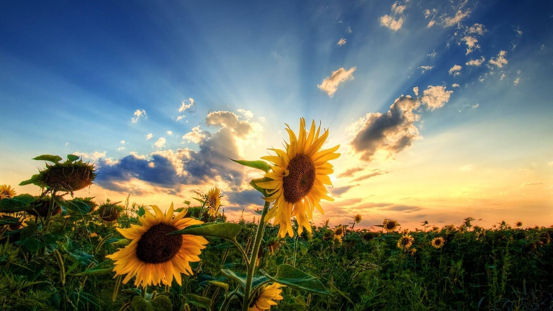 Summer Season, sunflower field, golden sunbeams, Full HD Desktop Wallpaper