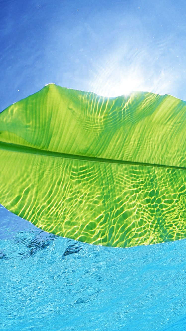 summer time iphone, green leaf, crystal blue water, HD Phone Wallpaper