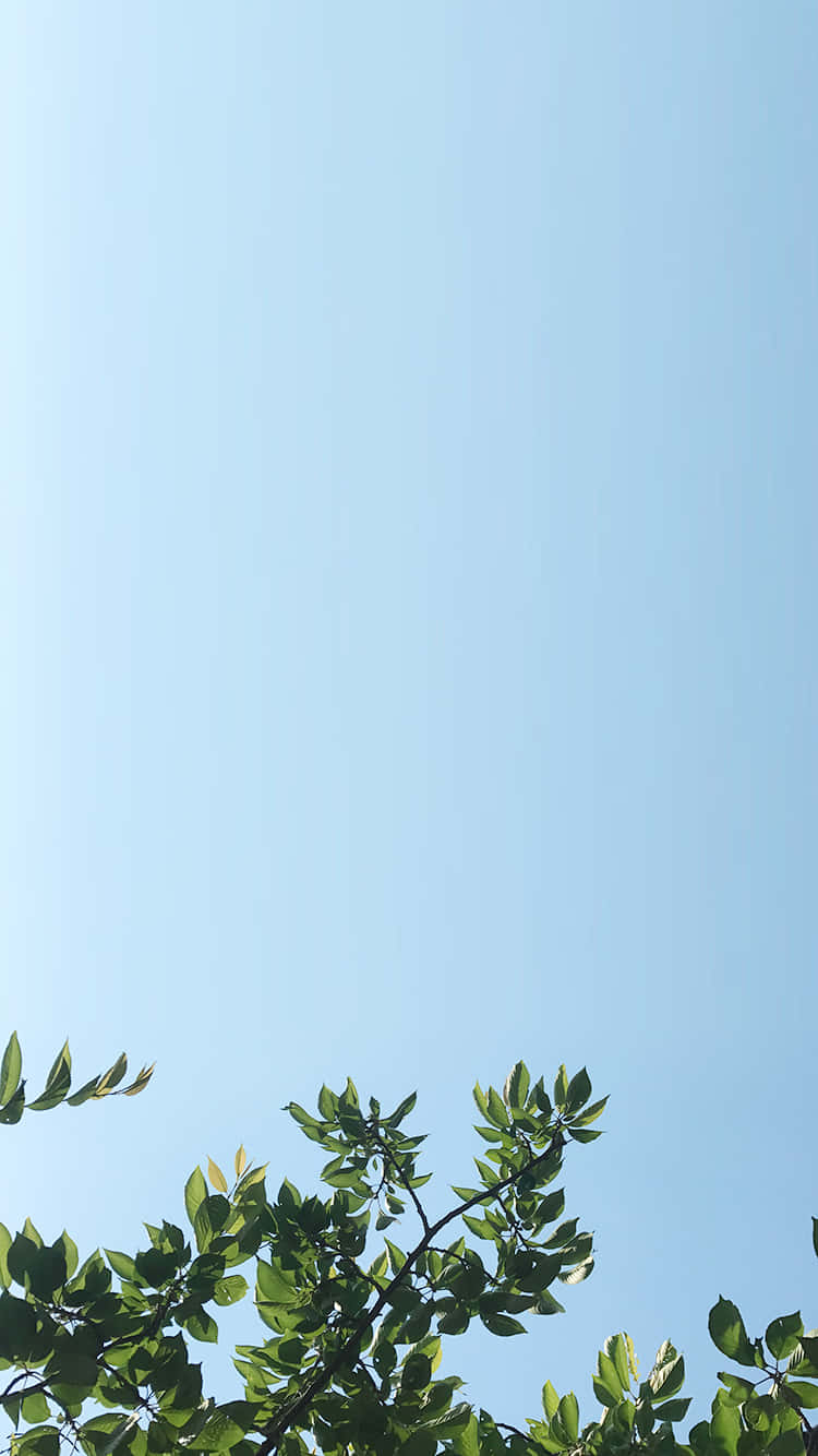 Summer Time iPhone, tree leaves, vibrant green, HD Phone Wallpaper