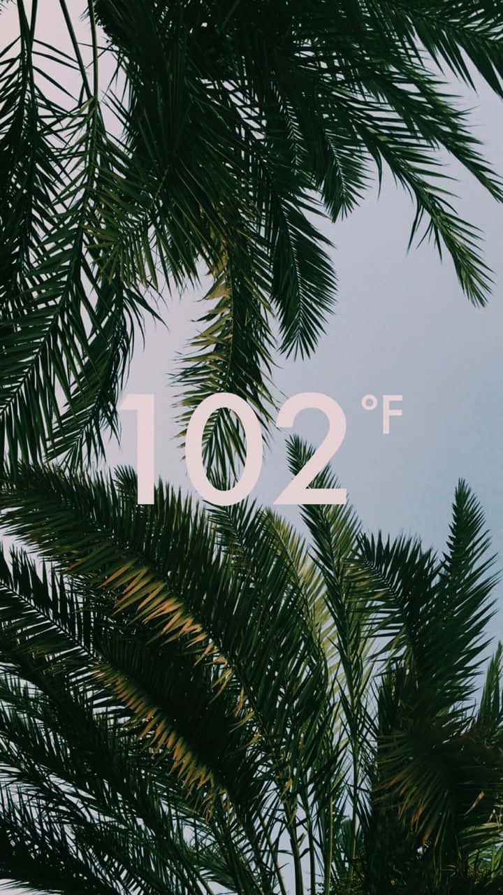 Summer Time iPhone, 102°F, palm fronds, HD Phone Wallpaper
