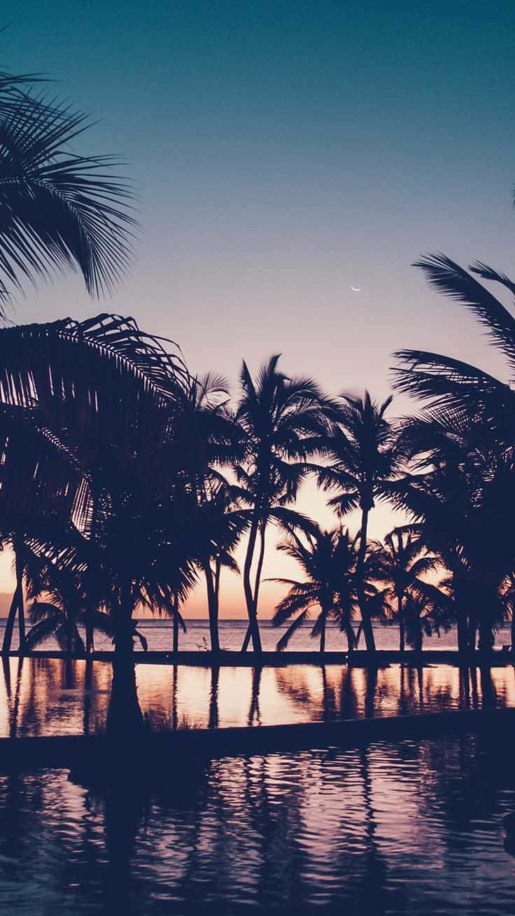 Summer Time iPhone, palm tree silhouettes, crescent moon, HD Phone Wallpaper