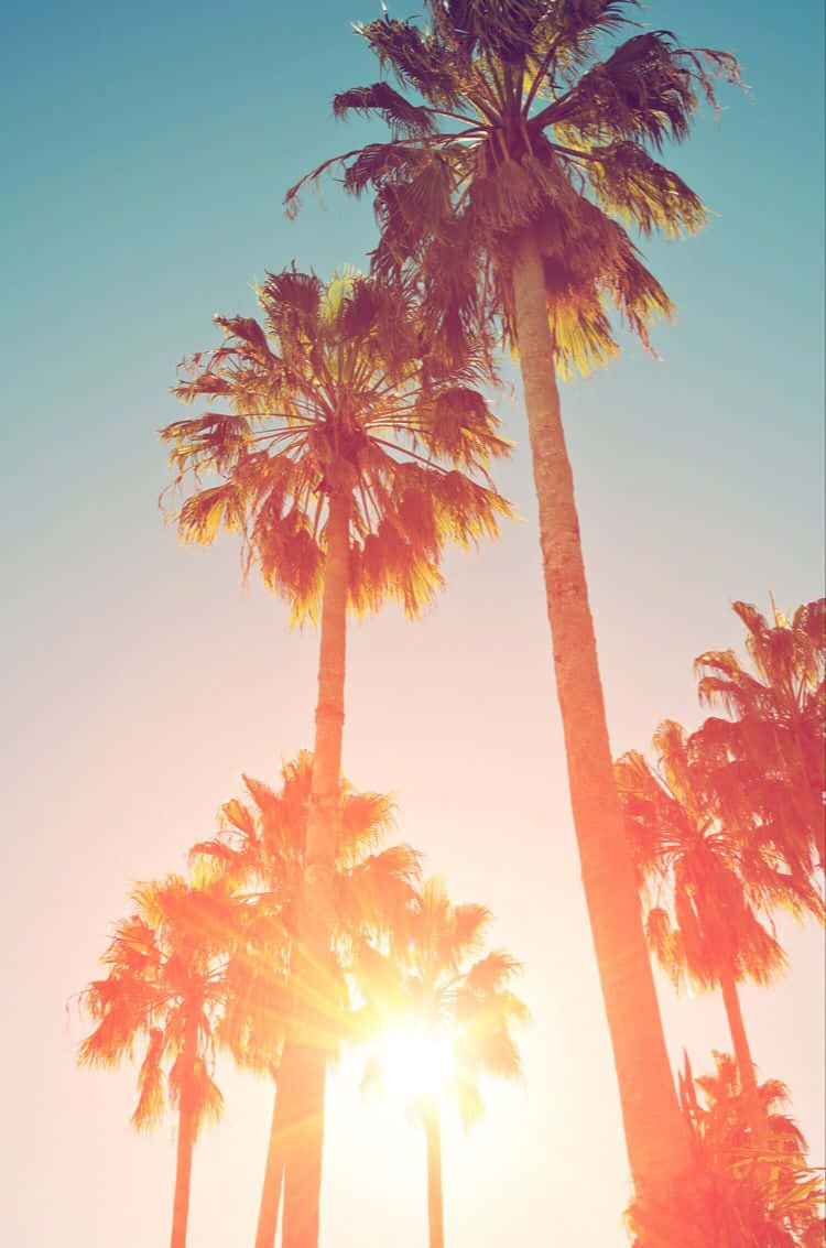 palm trees, sun, sunset sky, SD Phone Wallpaper