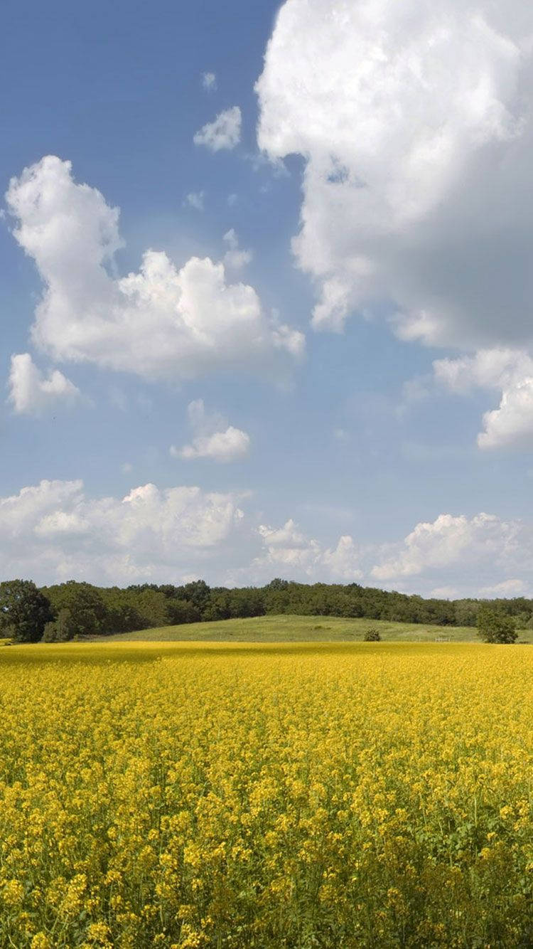 golden rapeseed field, bright blue sky, fluffy white clouds, HD Phone Wallpaper