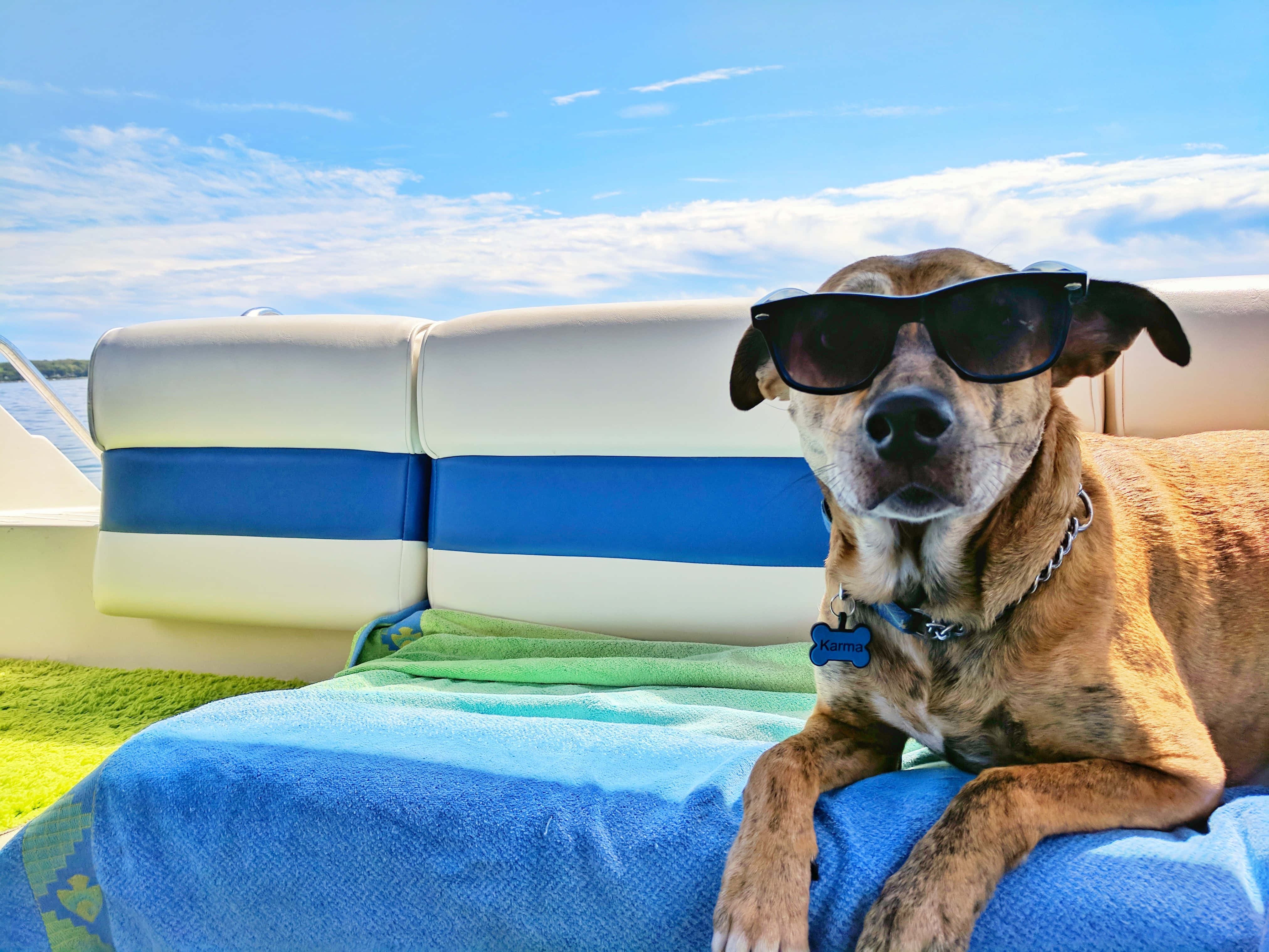 summer vacation, tan dog, oversized black sunglasses, 4K Desktop Wallpaper