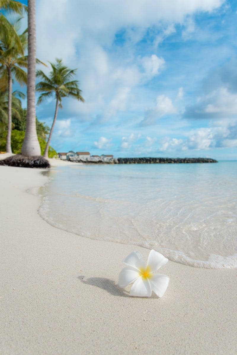 white frangipani flower, pristine white sand, gentle waves, SD Phone Wallpaper