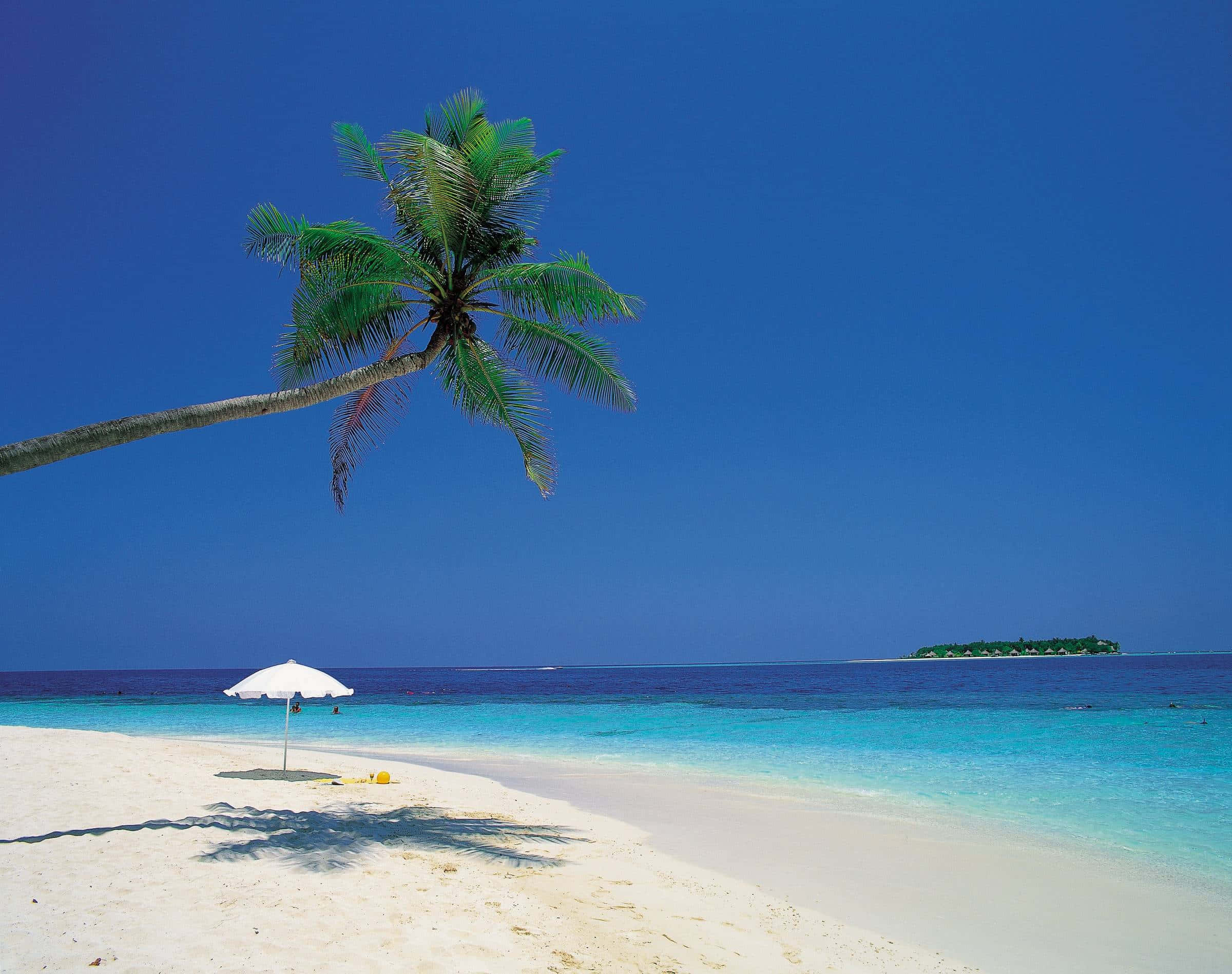 palm tree, white sand beach, turquoise waters, Full HD Desktop Wallpaper