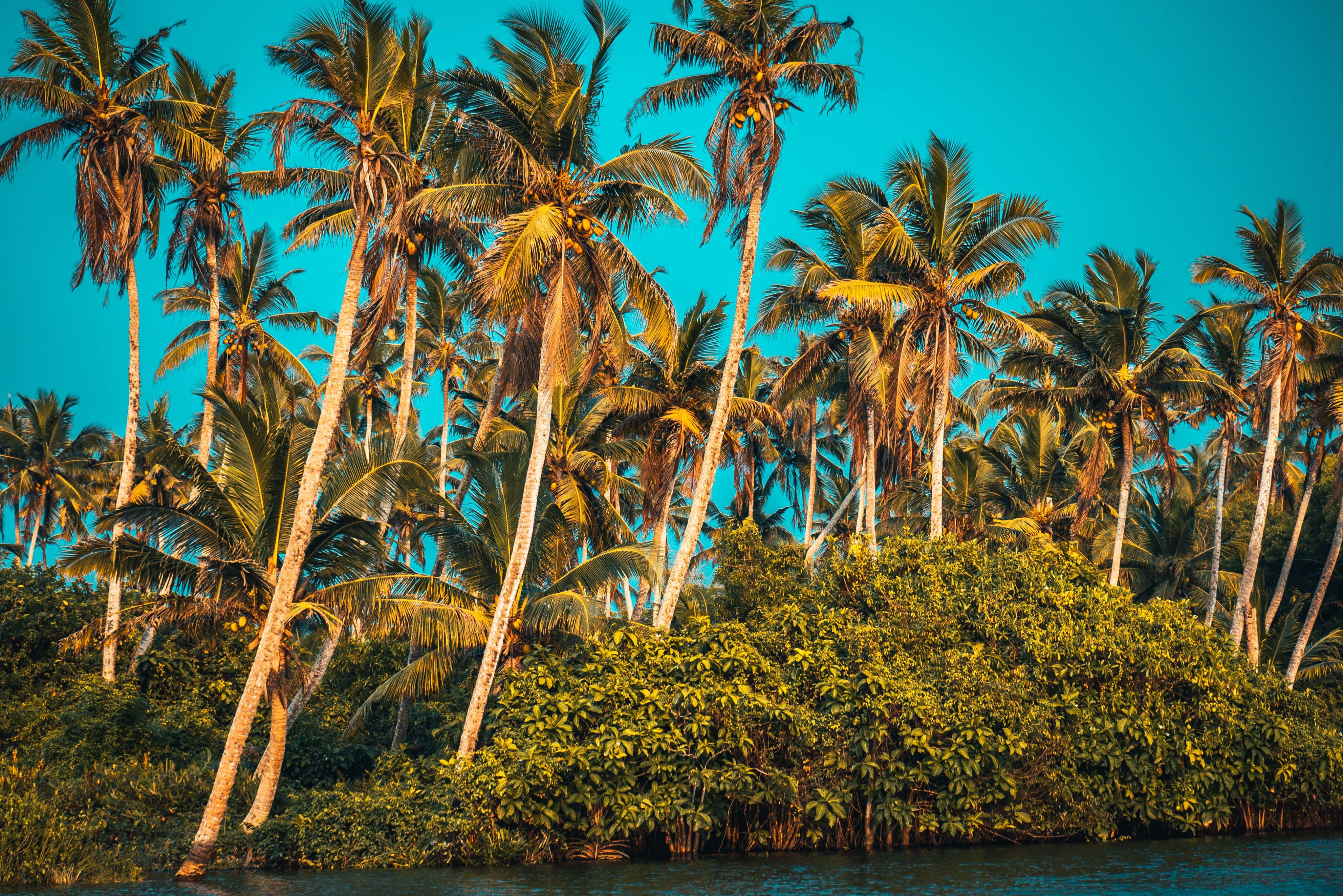 summer landscape, palm trees, golden fronds, 4K Desktop Wallpaper