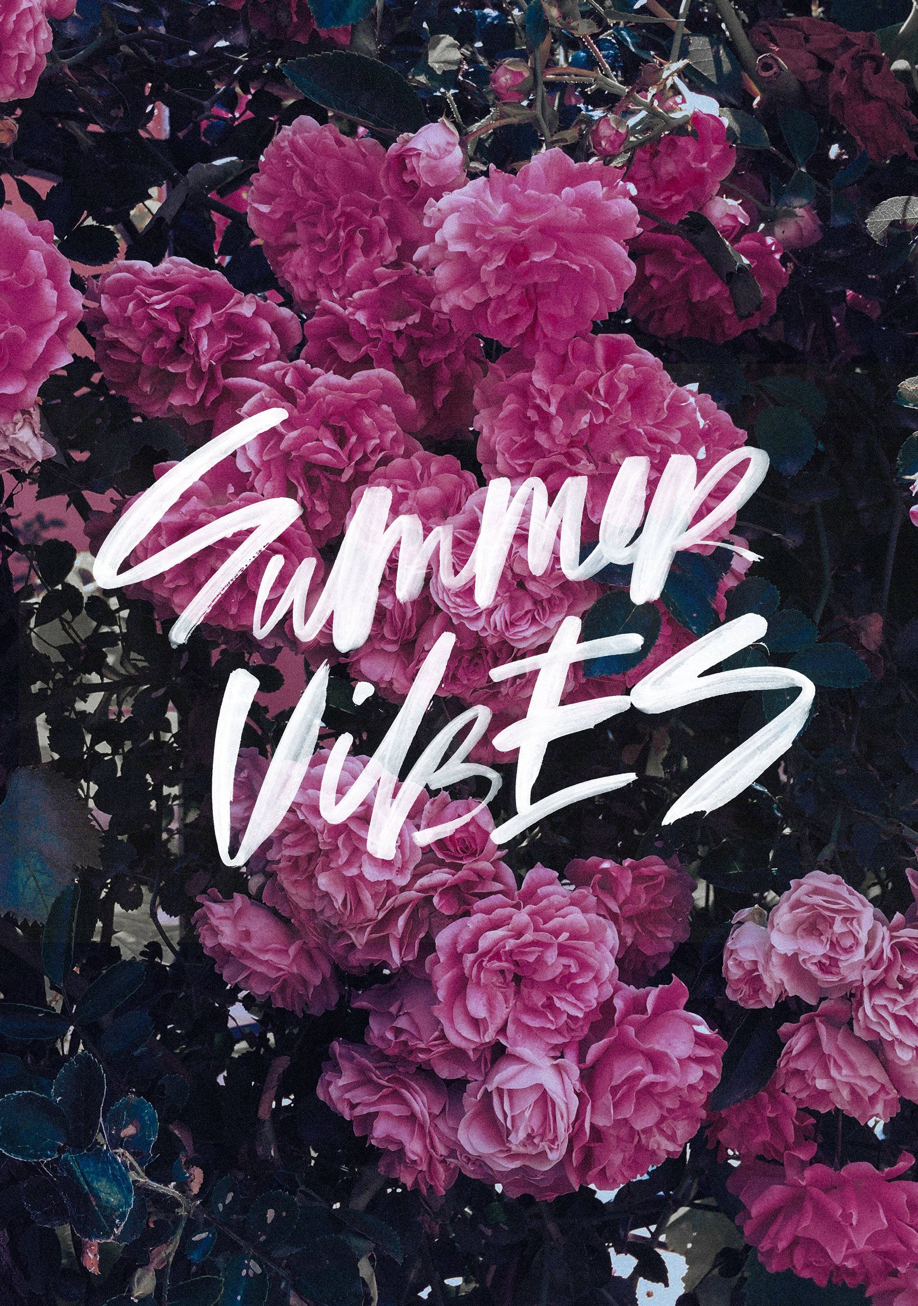 Summer Vibes, pink roses, dark foliage, 2K Phone Wallpaper