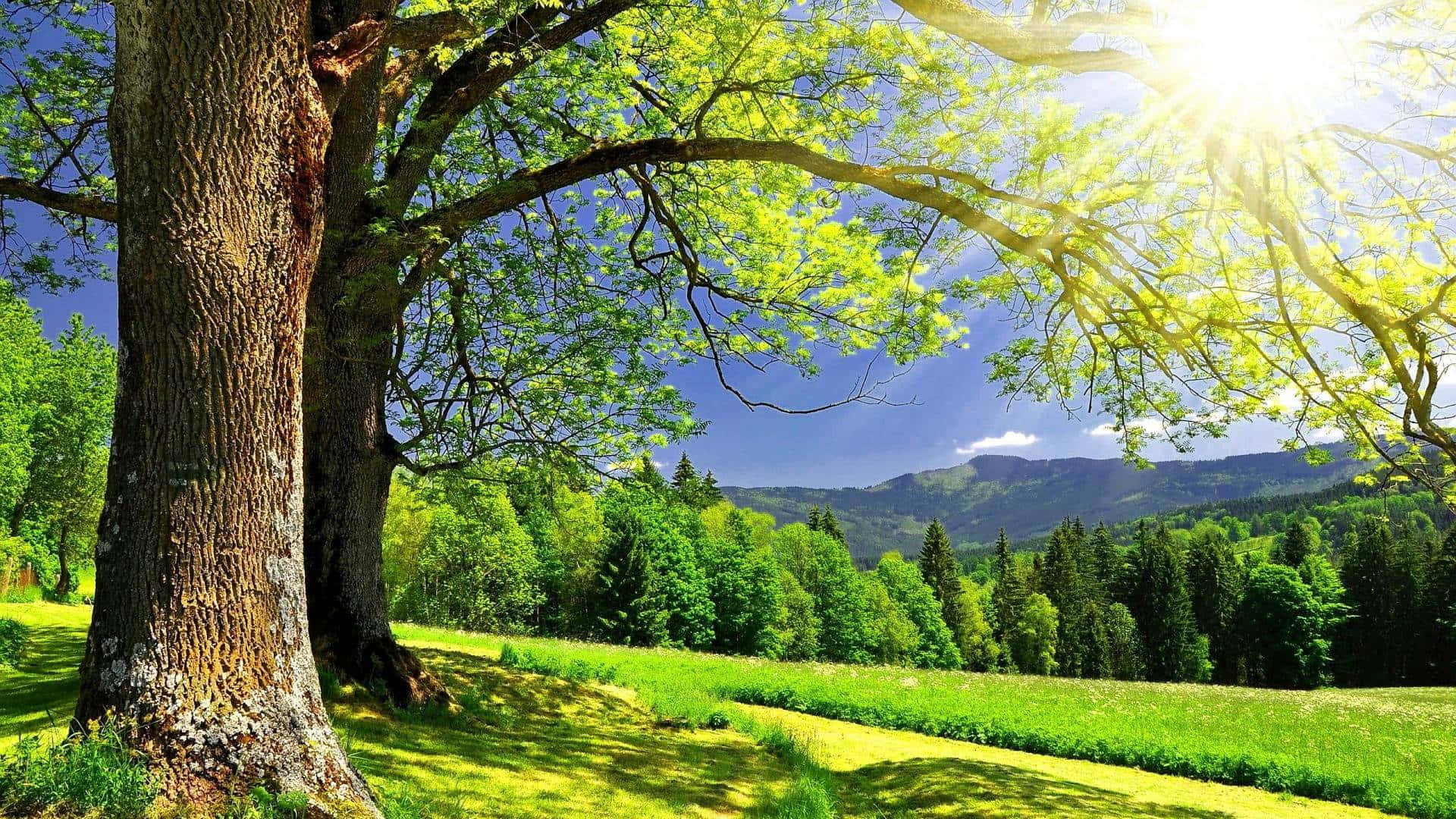 Summer Season, sunny green nature, vibrant green leaves, Full HD Desktop Wallpaper