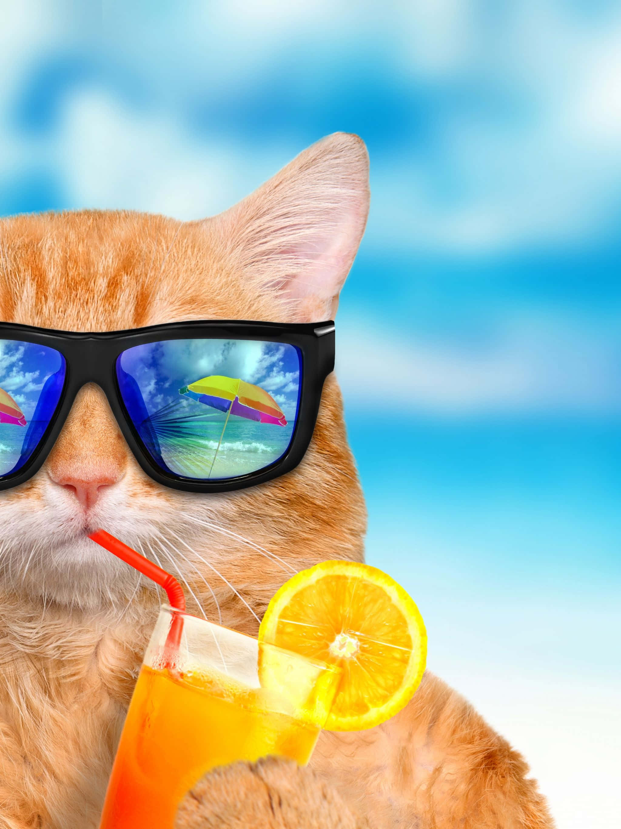 ginger cat, black sunglasses, tropical drink, 2K Phone Wallpaper