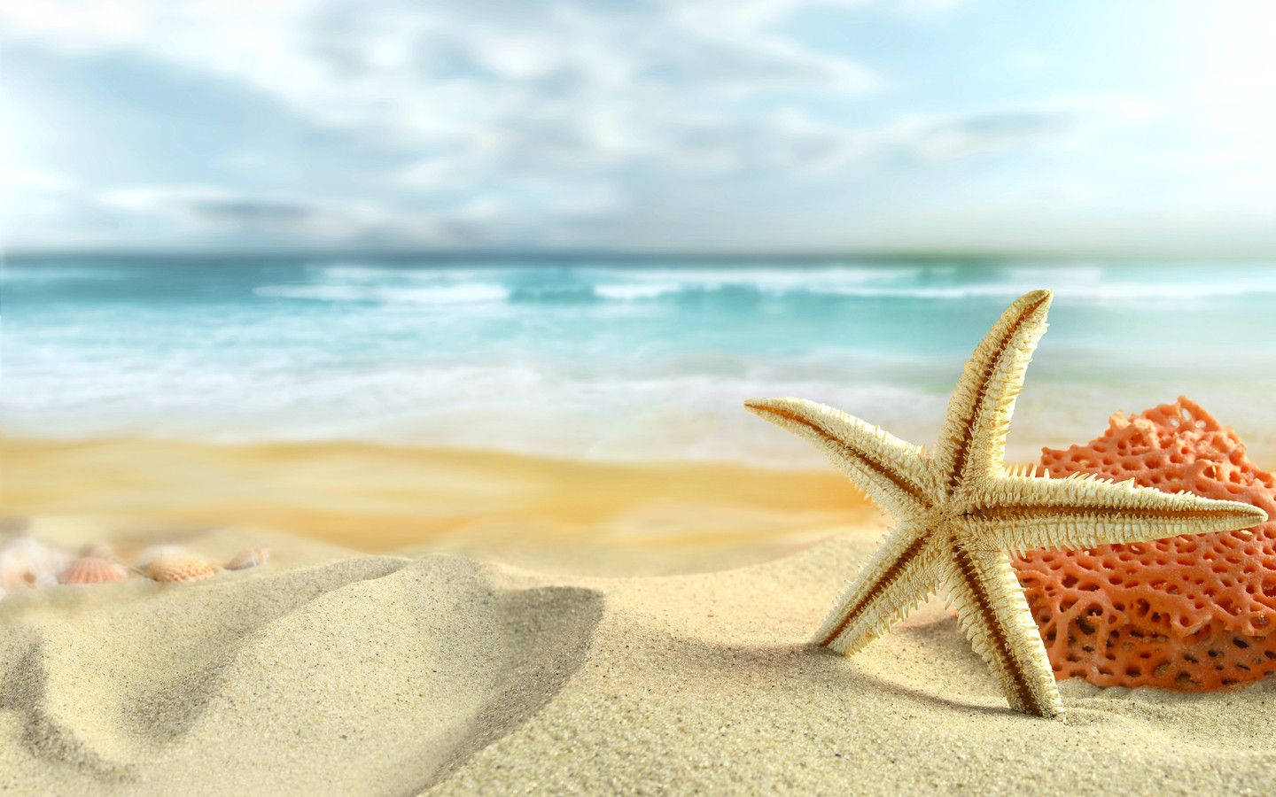 beige starfish, golden sand, orange sponge, HD Desktop Wallpaper