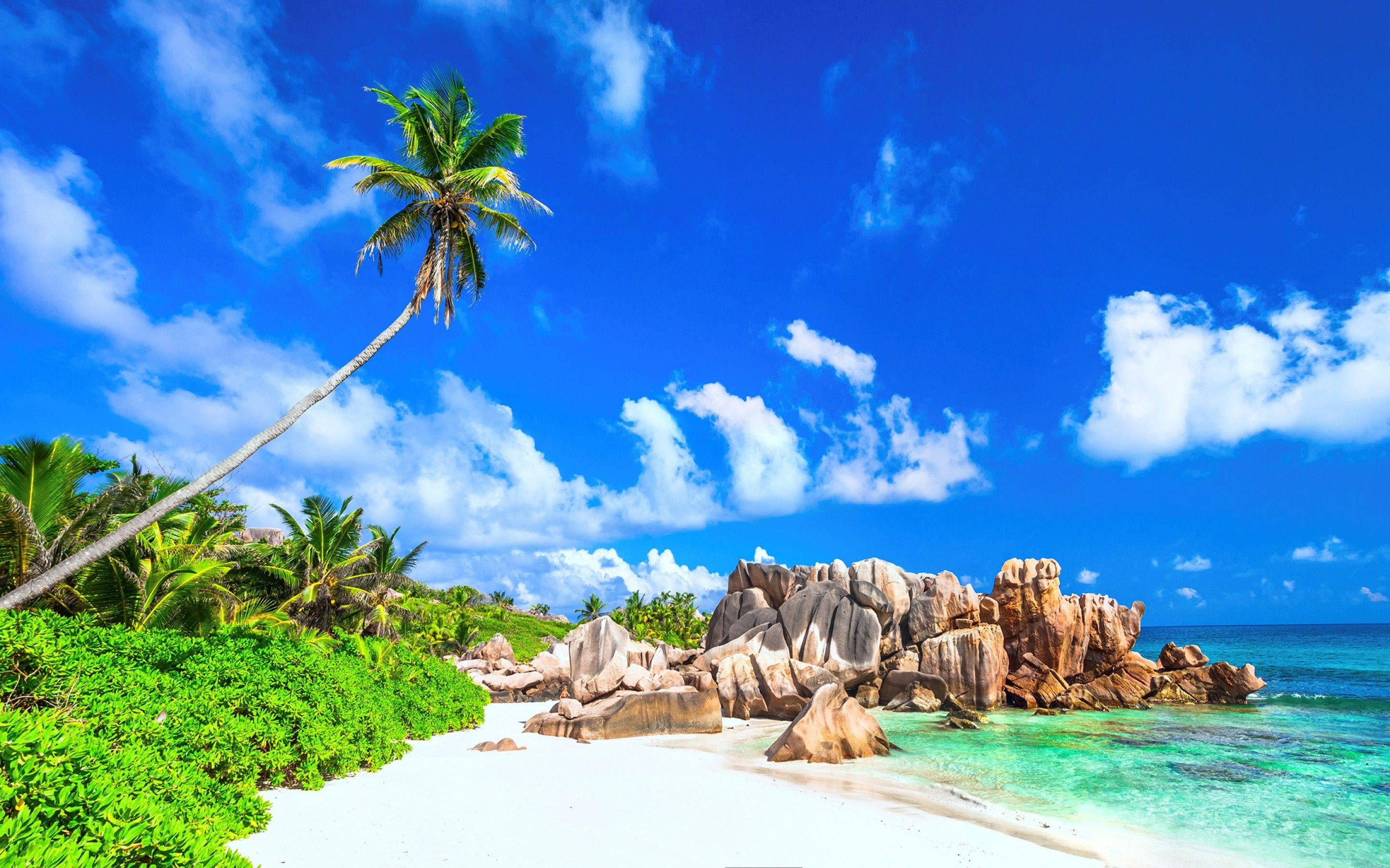palm tree, white sand beach, turquoise waters, 2K Desktop Wallpaper