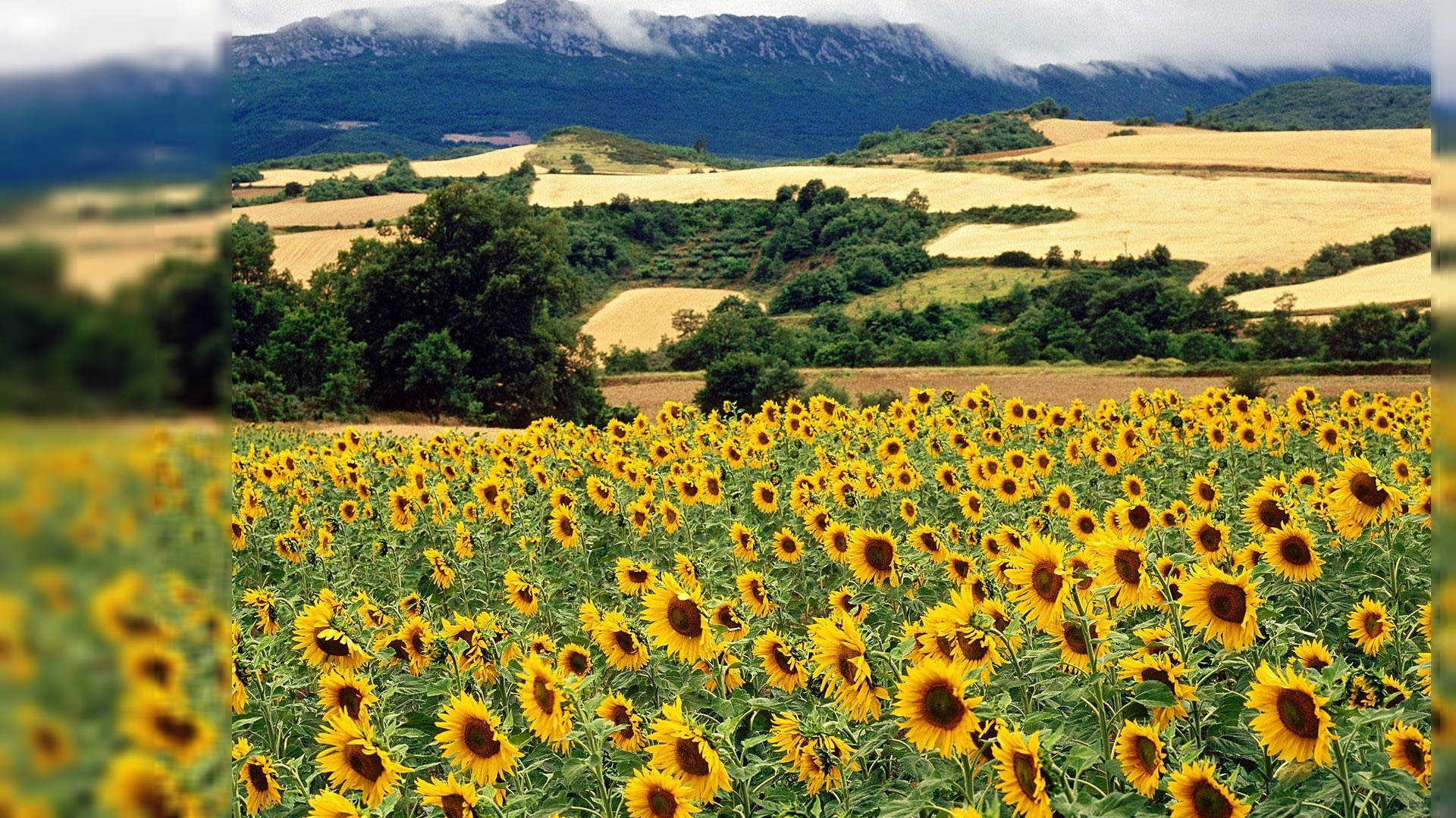 sunflower field, bright yellow, green hills, Full HD Desktop Wallpaper