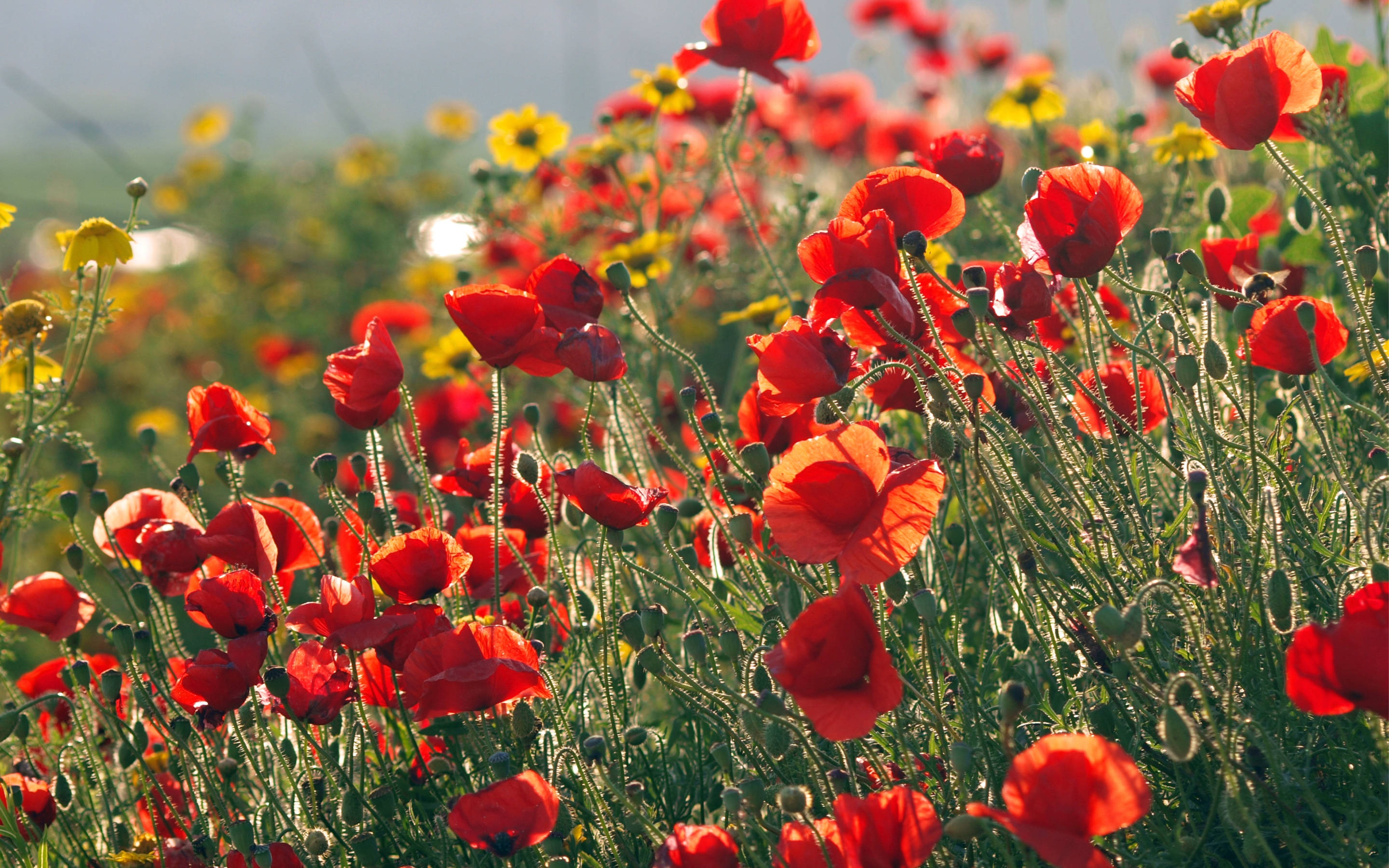 maki flowers in summer, Summer Blooms, vibrant red poppies, 2K Desktop Wallpaper