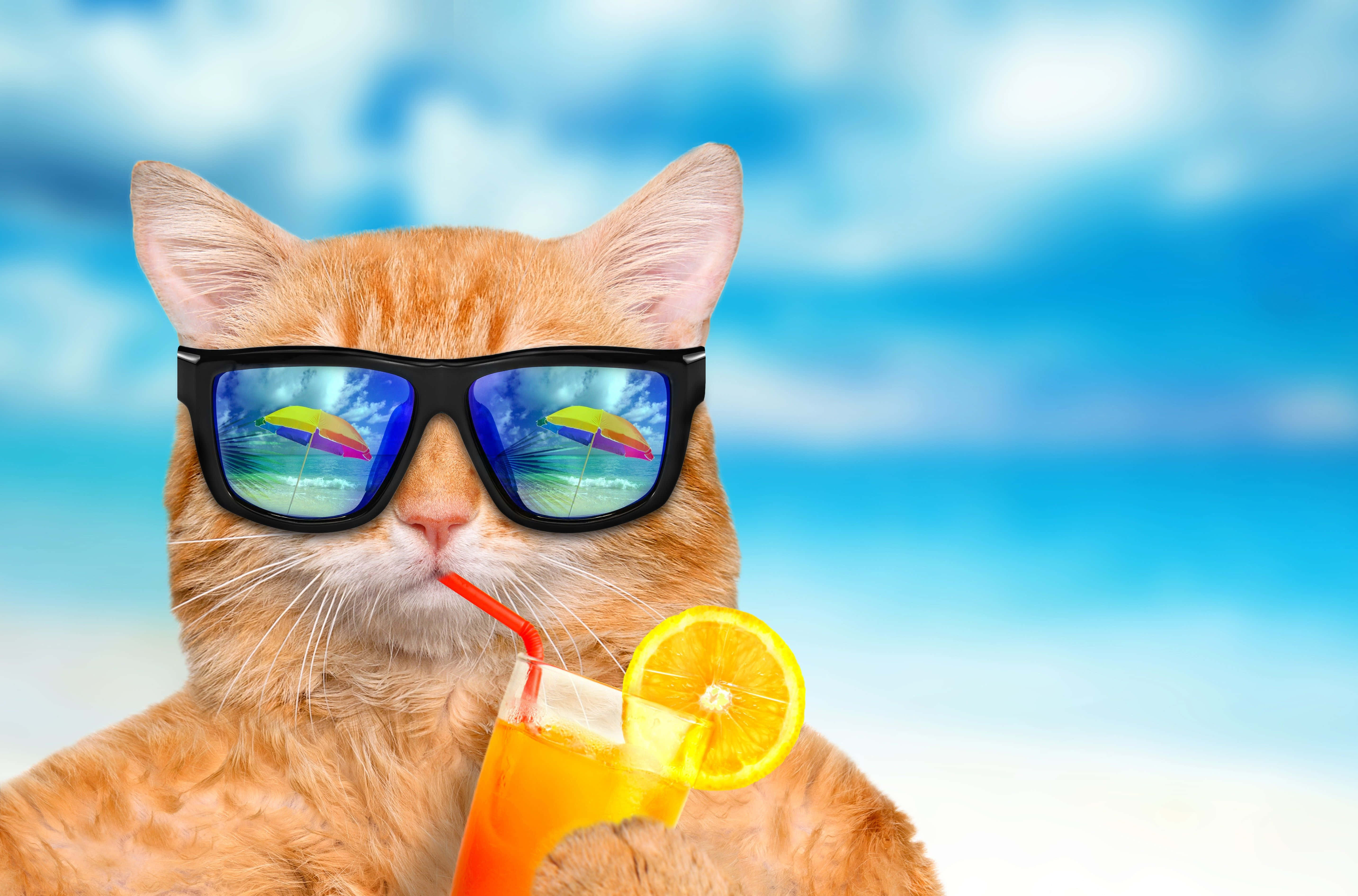 ginger cat, black sunglasses, tropical drink, 5K Desktop Wallpaper