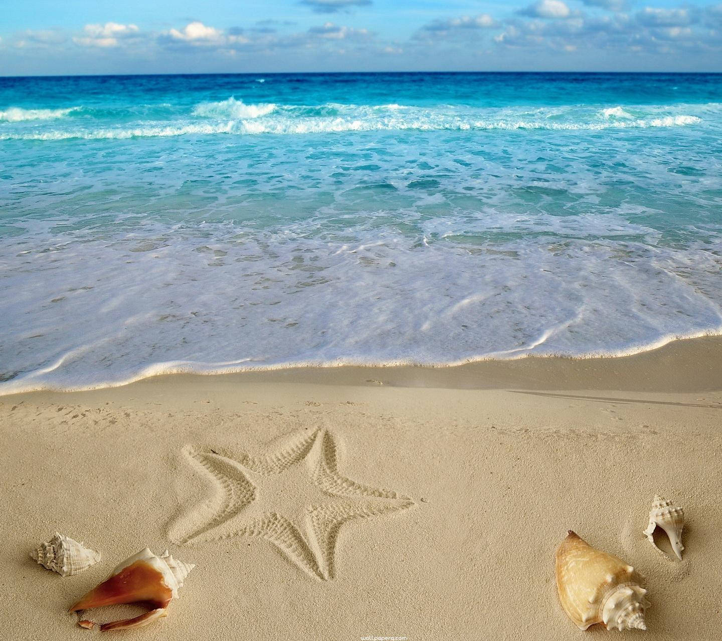 starfish, wet sand, seashells, HD Desktop Wallpaper