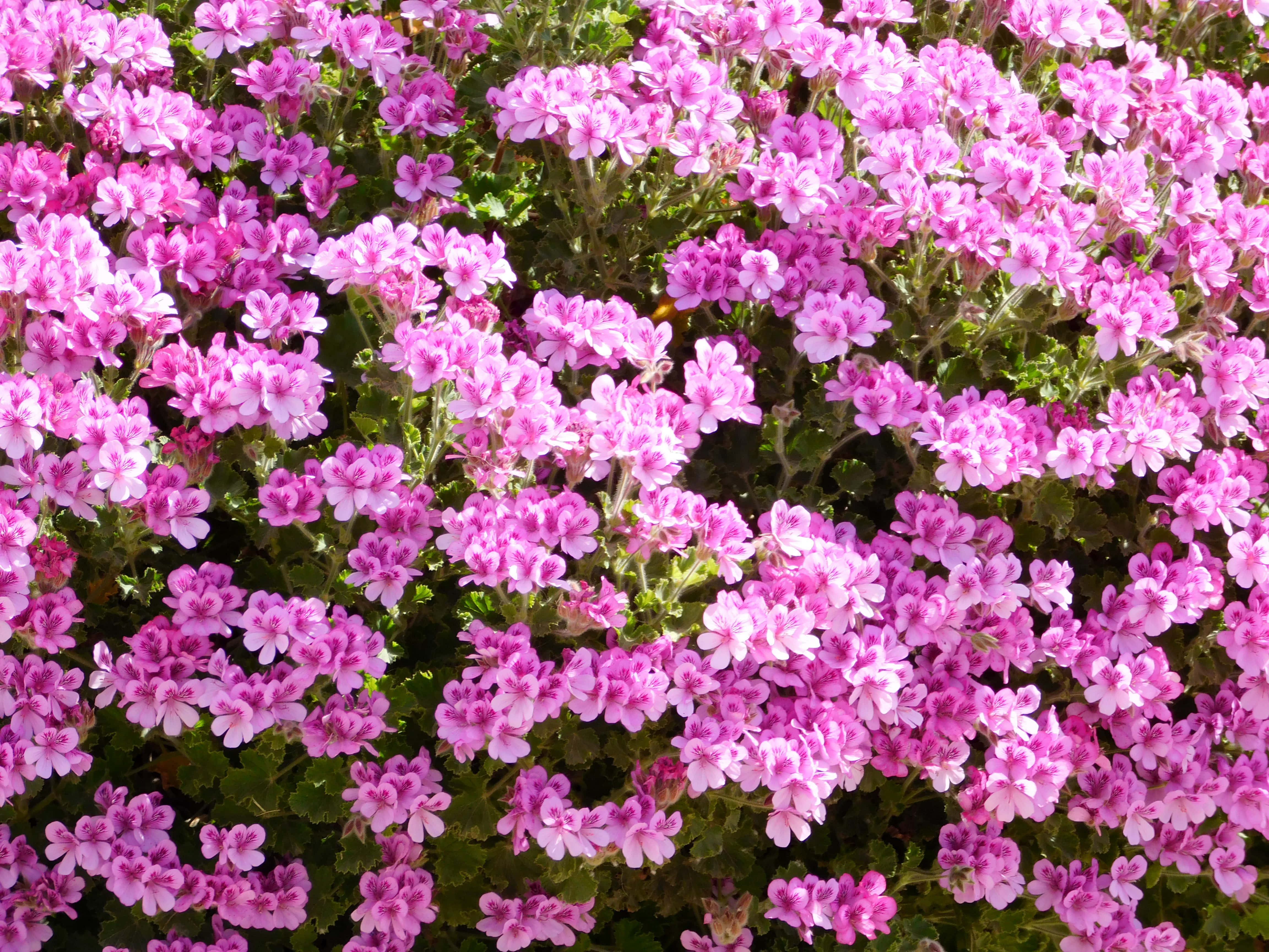 geranium, pink, green foliage, 4K Desktop Wallpaper