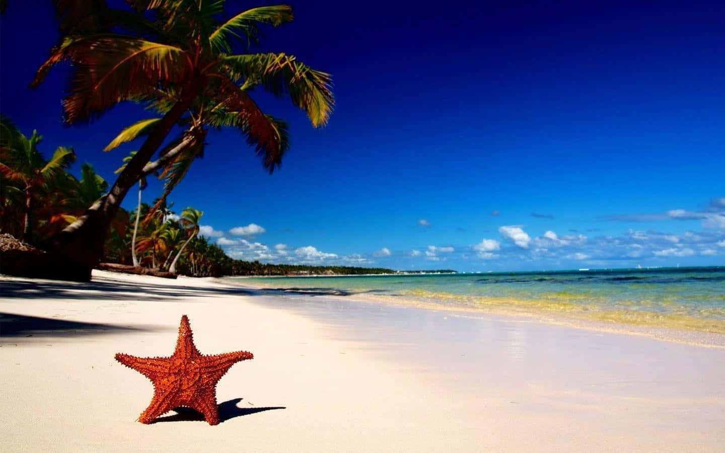 vibrant red starfish, pristine white sand, turquoise waters, HD Desktop Wallpaper
