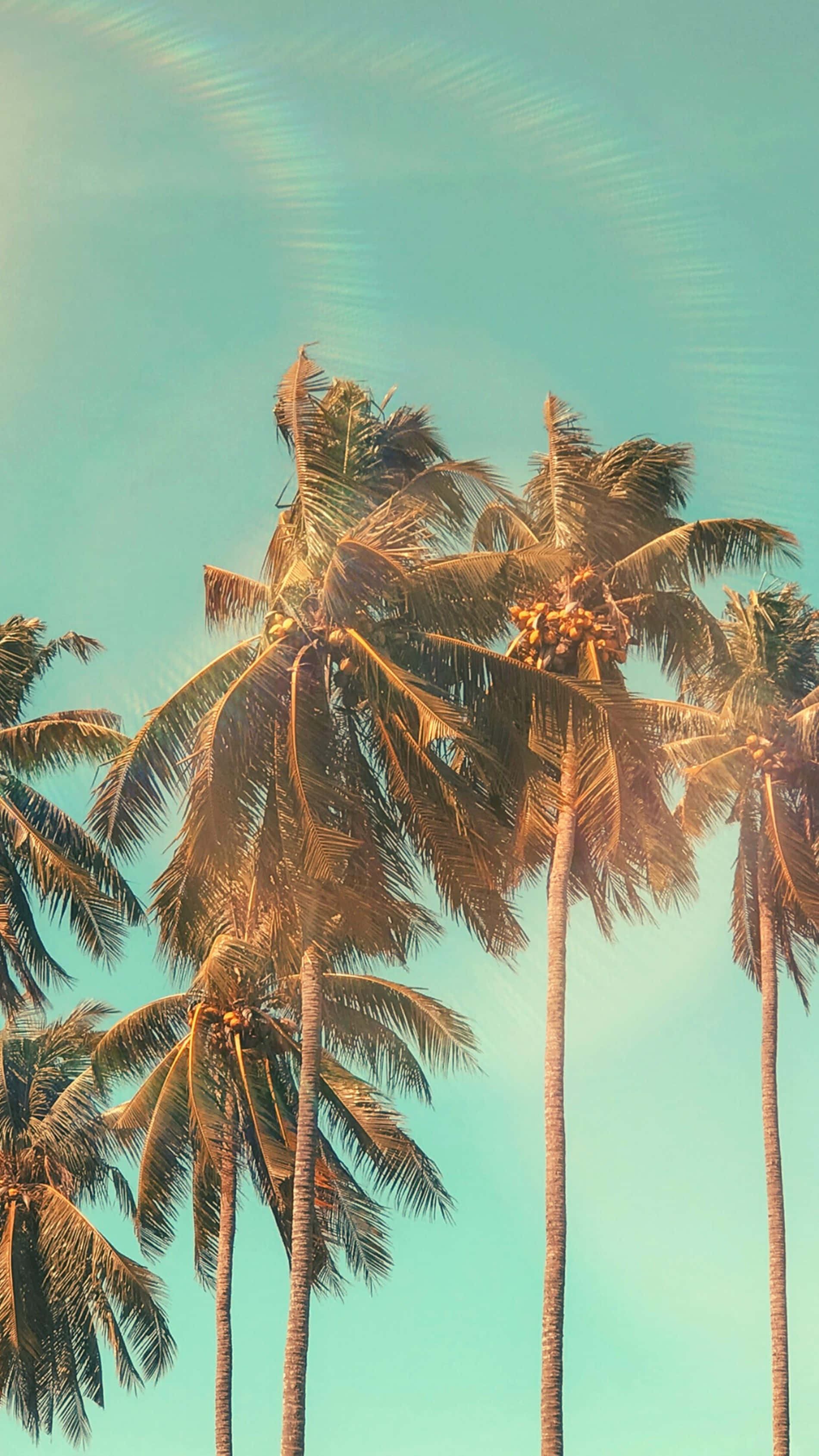palm trees, turquoise sky, golden sunlight, 2K Phone Wallpaper