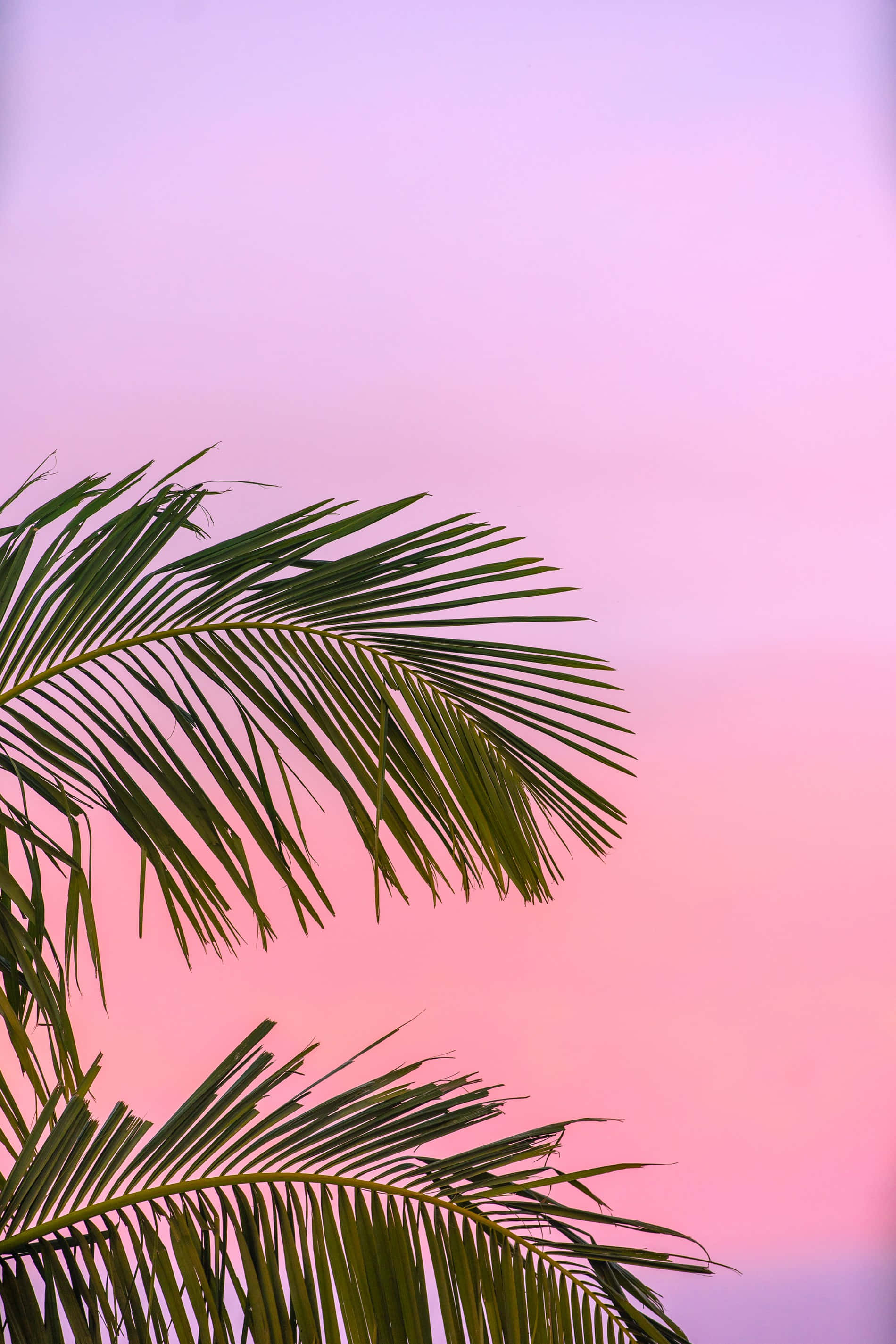 palm fronds, lavender, pink, 2K Phone Wallpaper