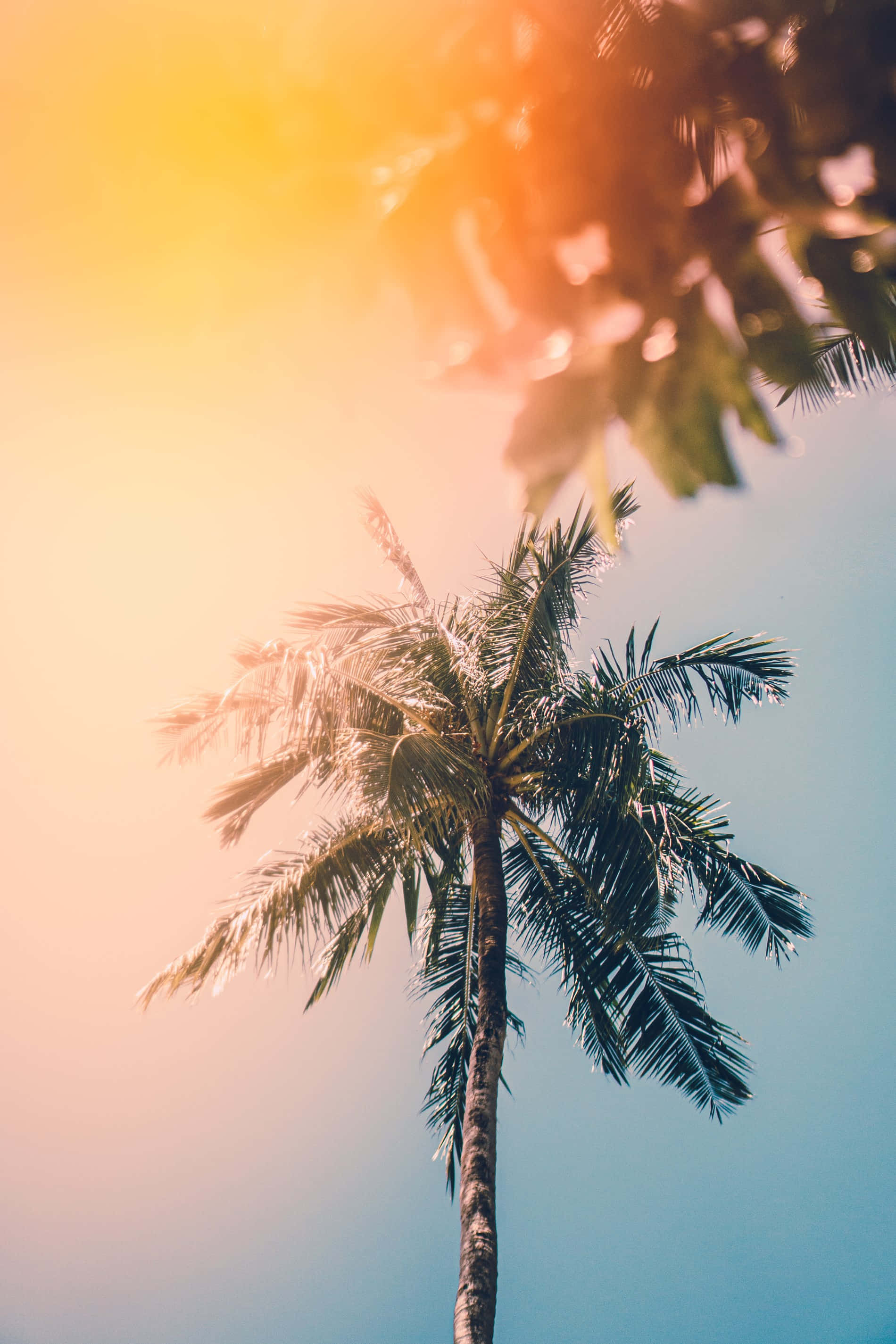 palm tree, sunset, golden light, 2K Phone Wallpaper