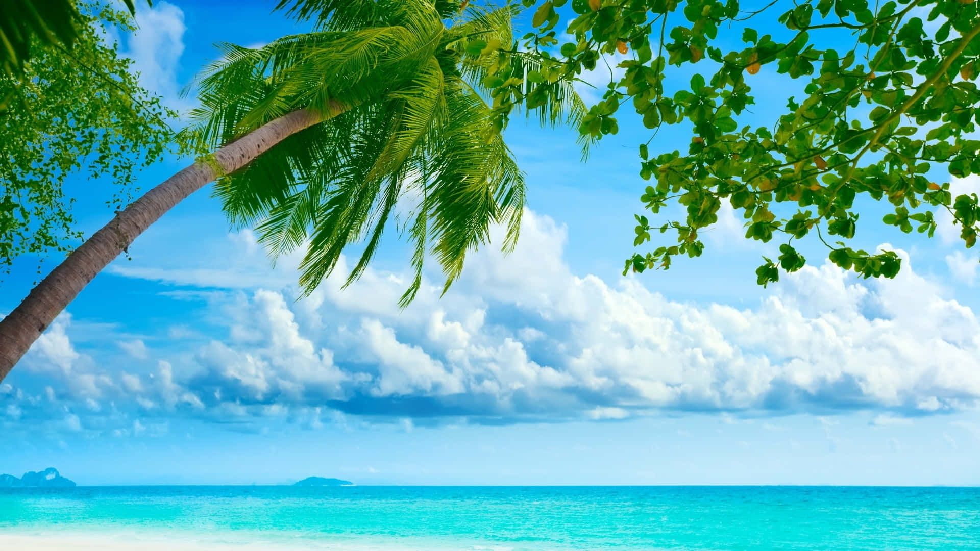 Summertime, beach, palm tree, Full HD Desktop Wallpaper