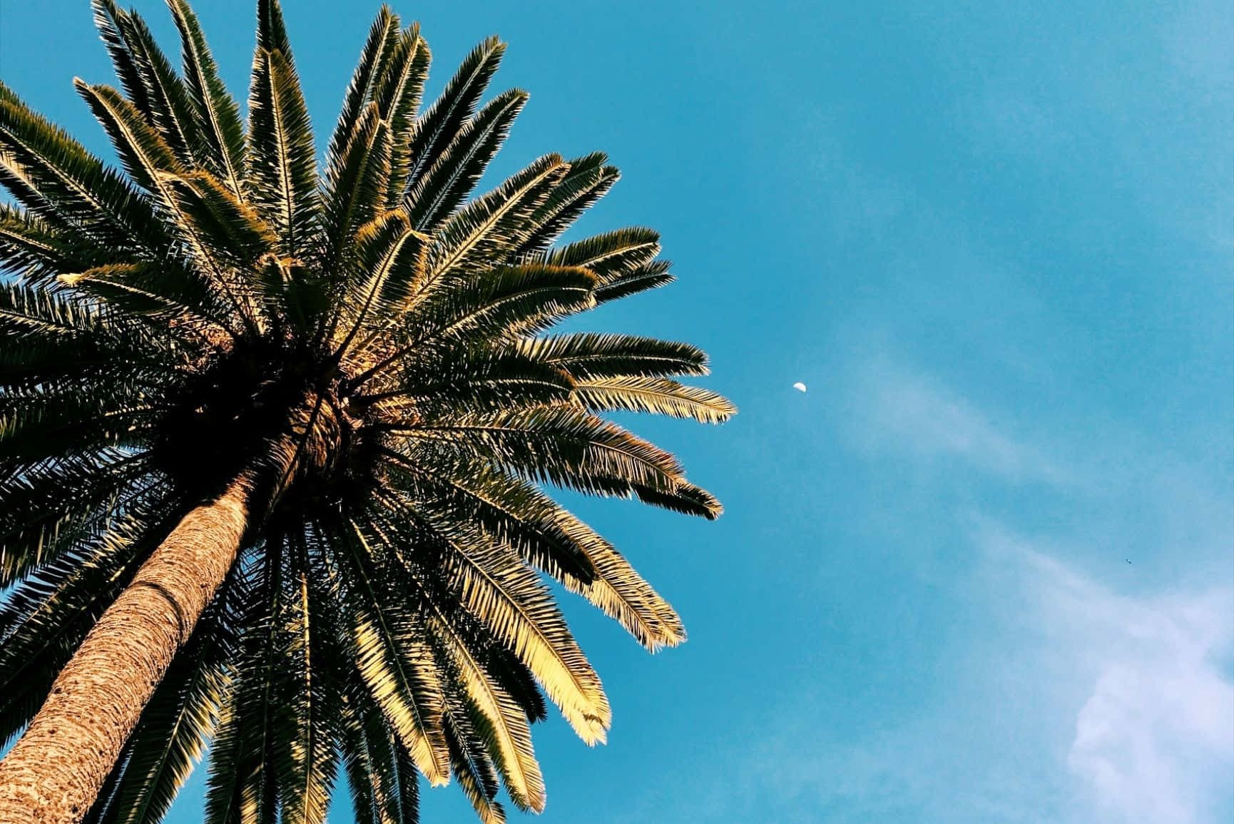 palm tree, vibrant blue sky, small moon, HD Desktop Wallpaper