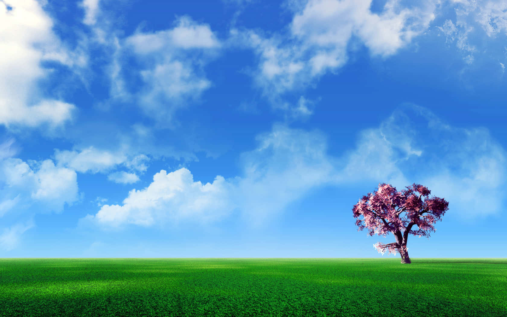 pink blossoms, vast green field, bright blue sky, HD Desktop Wallpaper