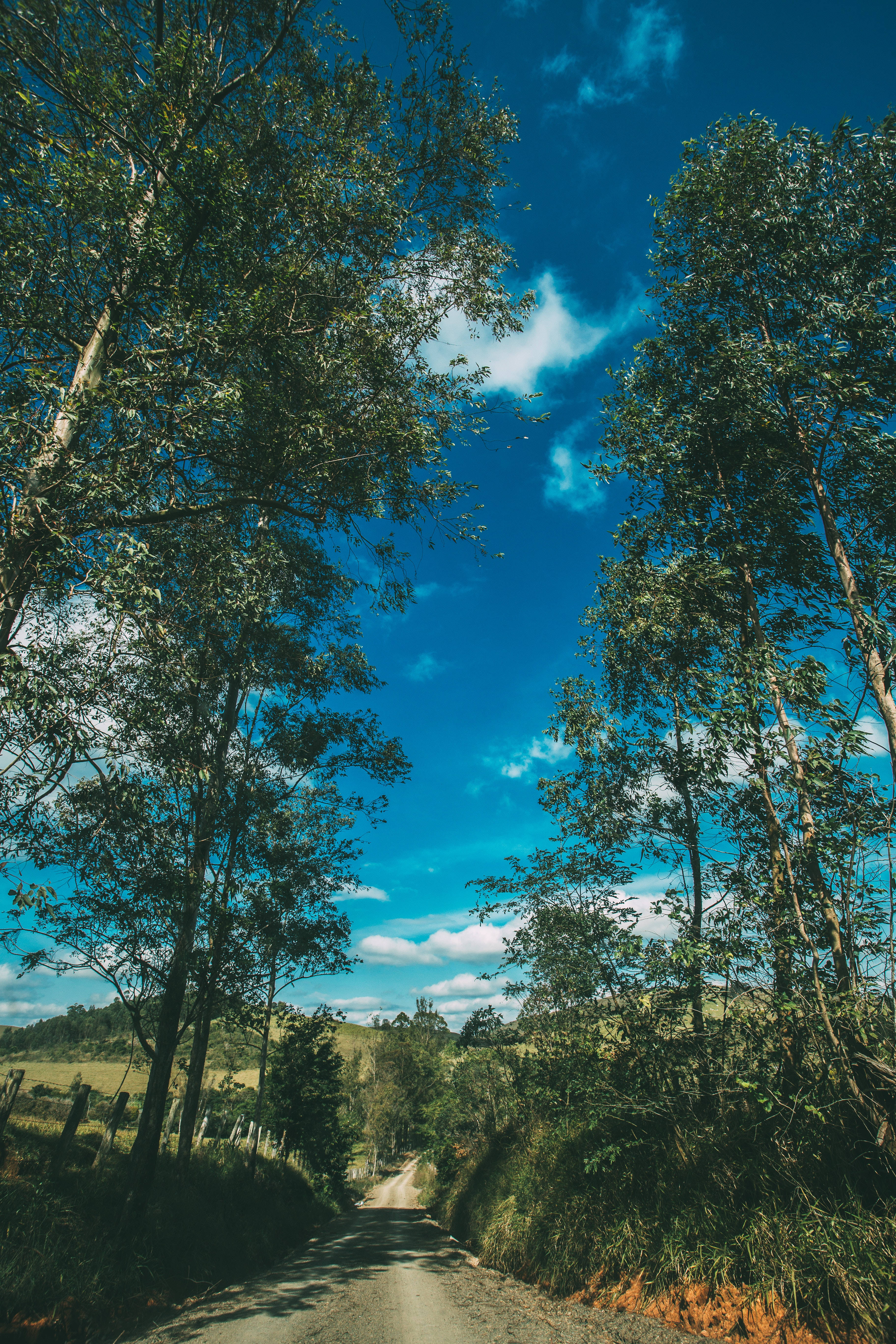 sunlit dirt road, tall green trees, vibrant blue sky, 5K Phone Wallpaper