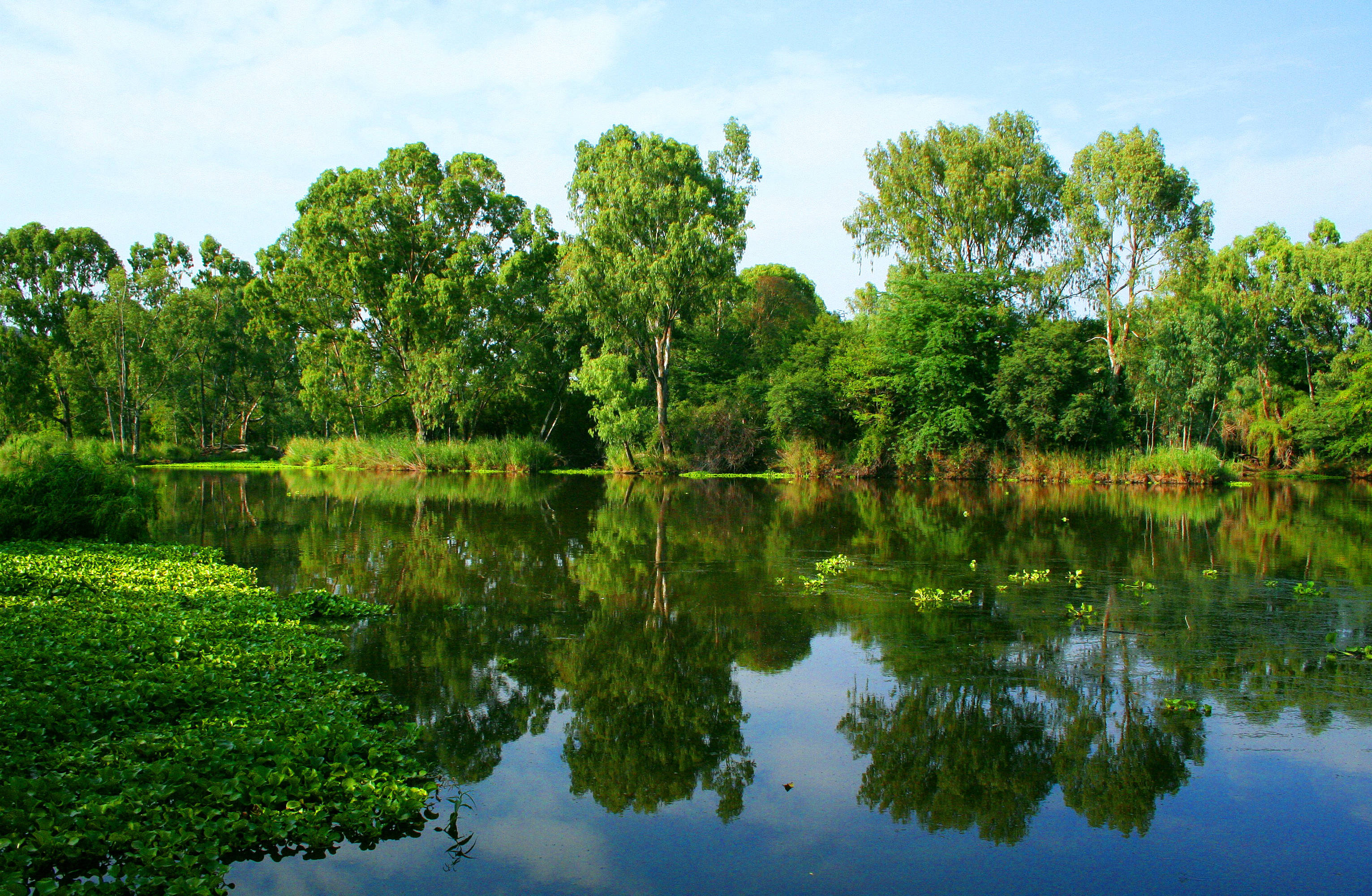 green summer river, tranquil river, lush green trees, 2K Desktop Wallpaper