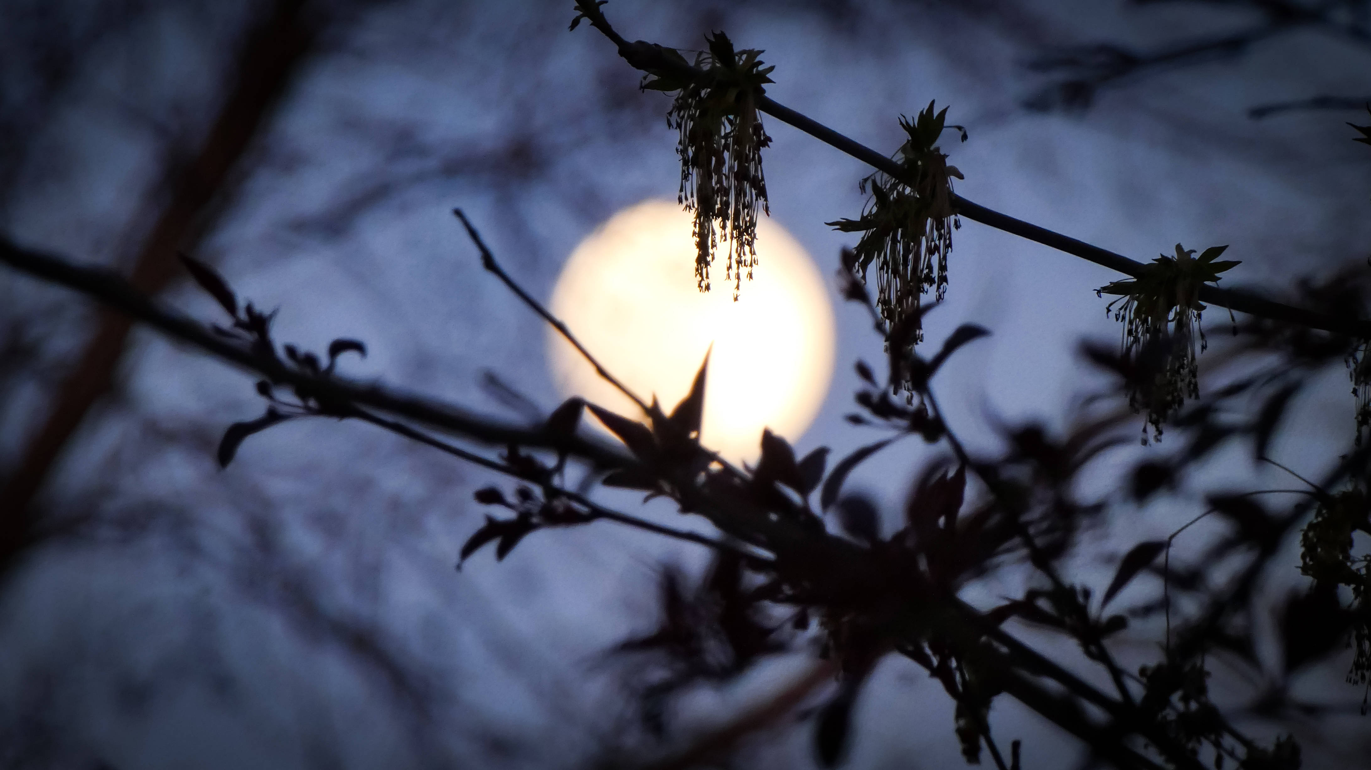 Aesthetic Moon, full moon, silhouetted tree branches, 4K Desktop Wallpaper