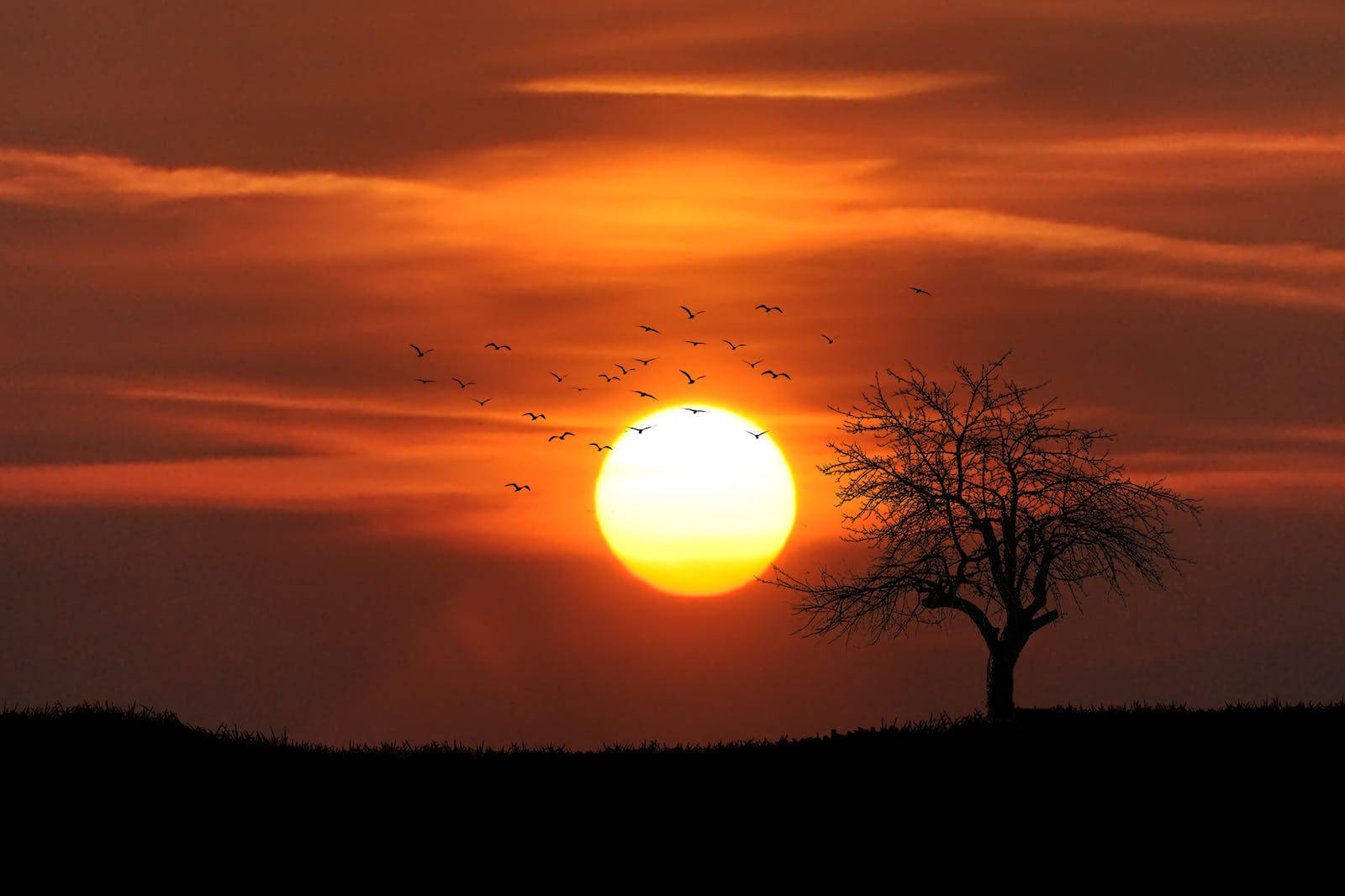 Setting Sun HD, fiery orange sunset, lone leafless tree, HD Desktop Wallpaper