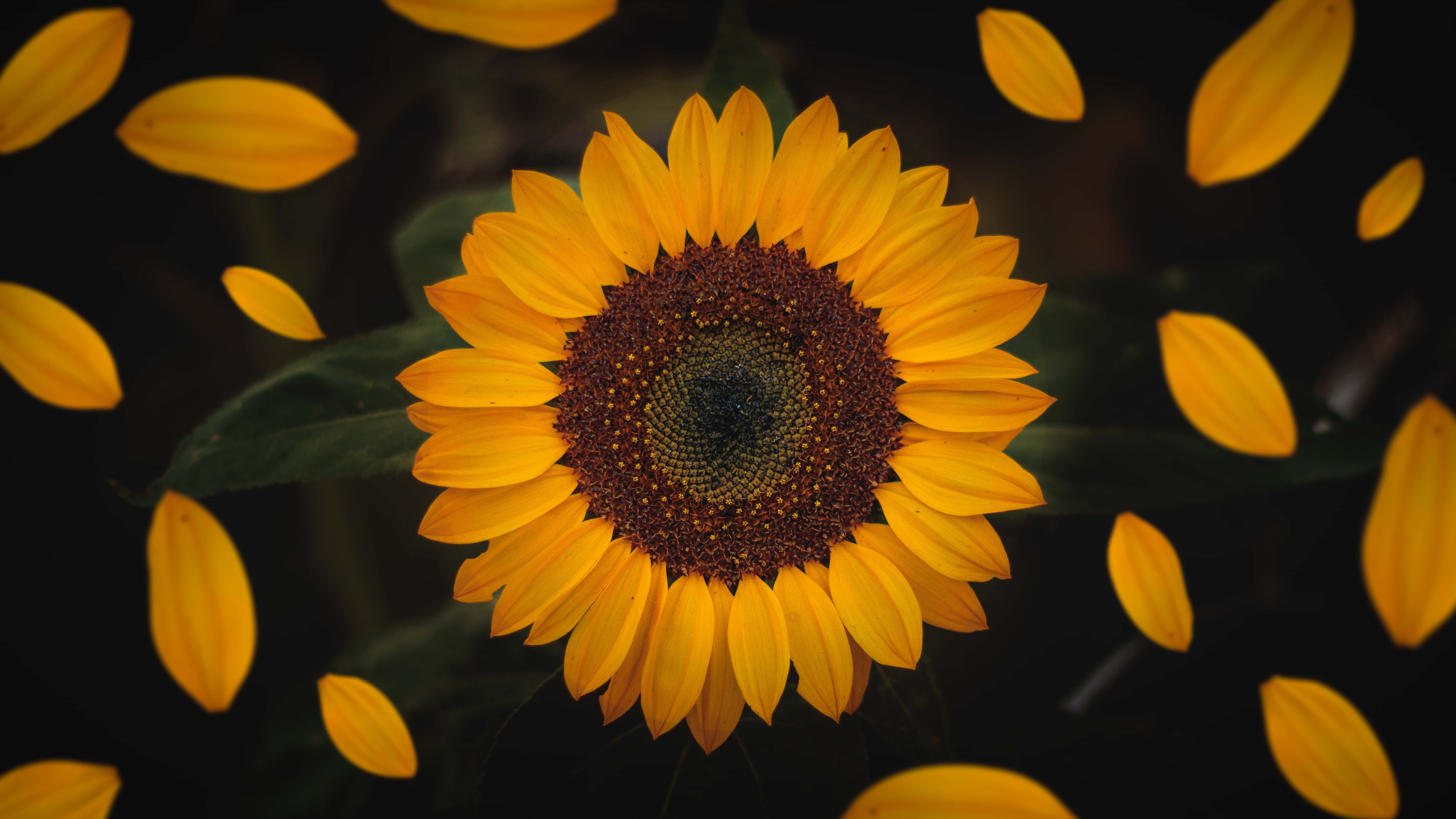 dark sunflower, sunflower, falling petals, 5K Desktop Wallpaper