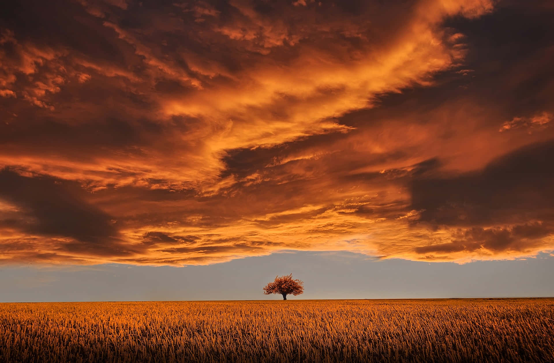 serene nature, sunset, golden wheat field, Full HD Desktop Wallpaper