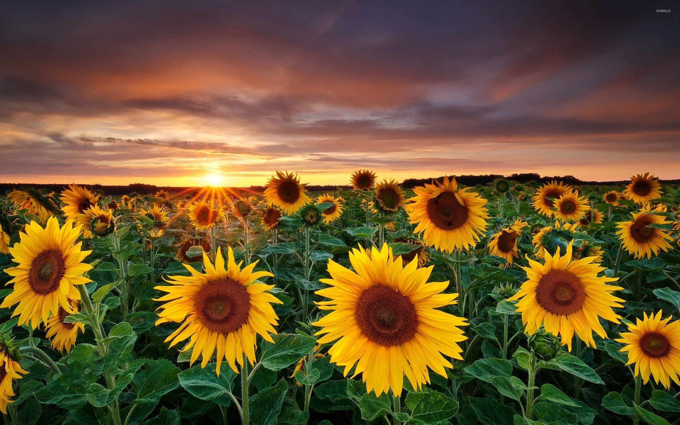 sunflower, fiery sunset, golden rays, 2K Desktop Wallpaper
