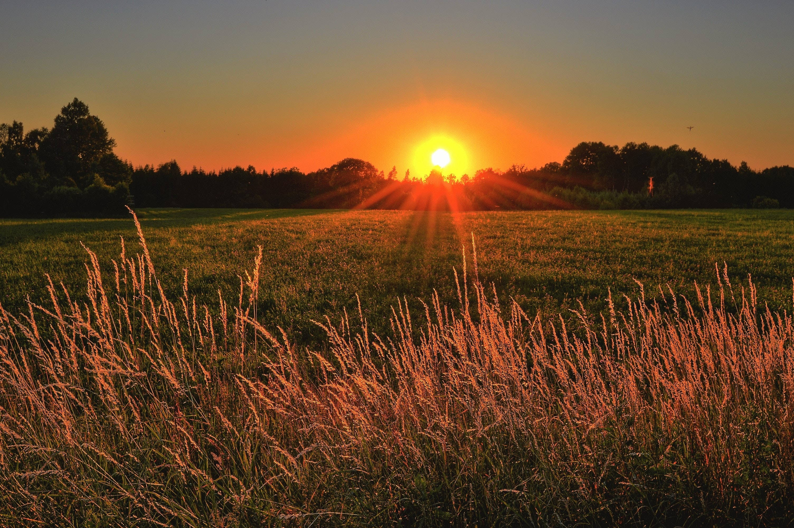 Big 3D Desktop Sunset Field, golden sunburst, tall grasses, 2K Desktop Wallpaper