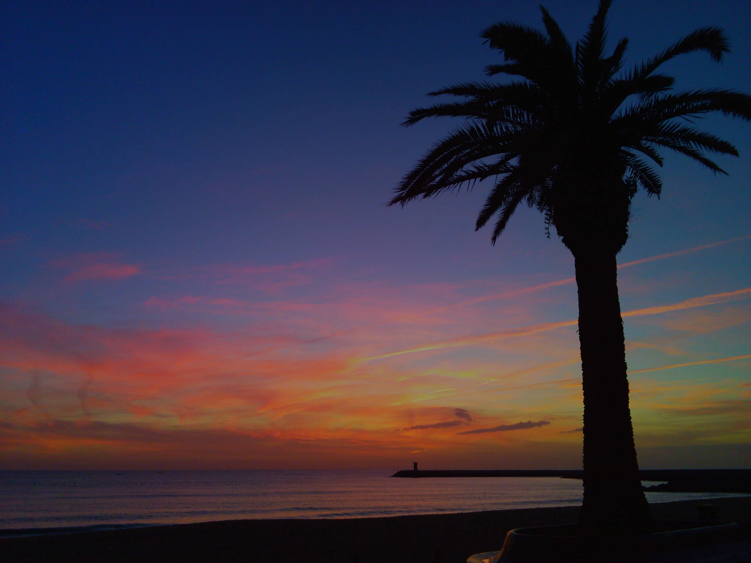 dusk beach, twilight sky, palm tree, 2K Desktop Wallpaper